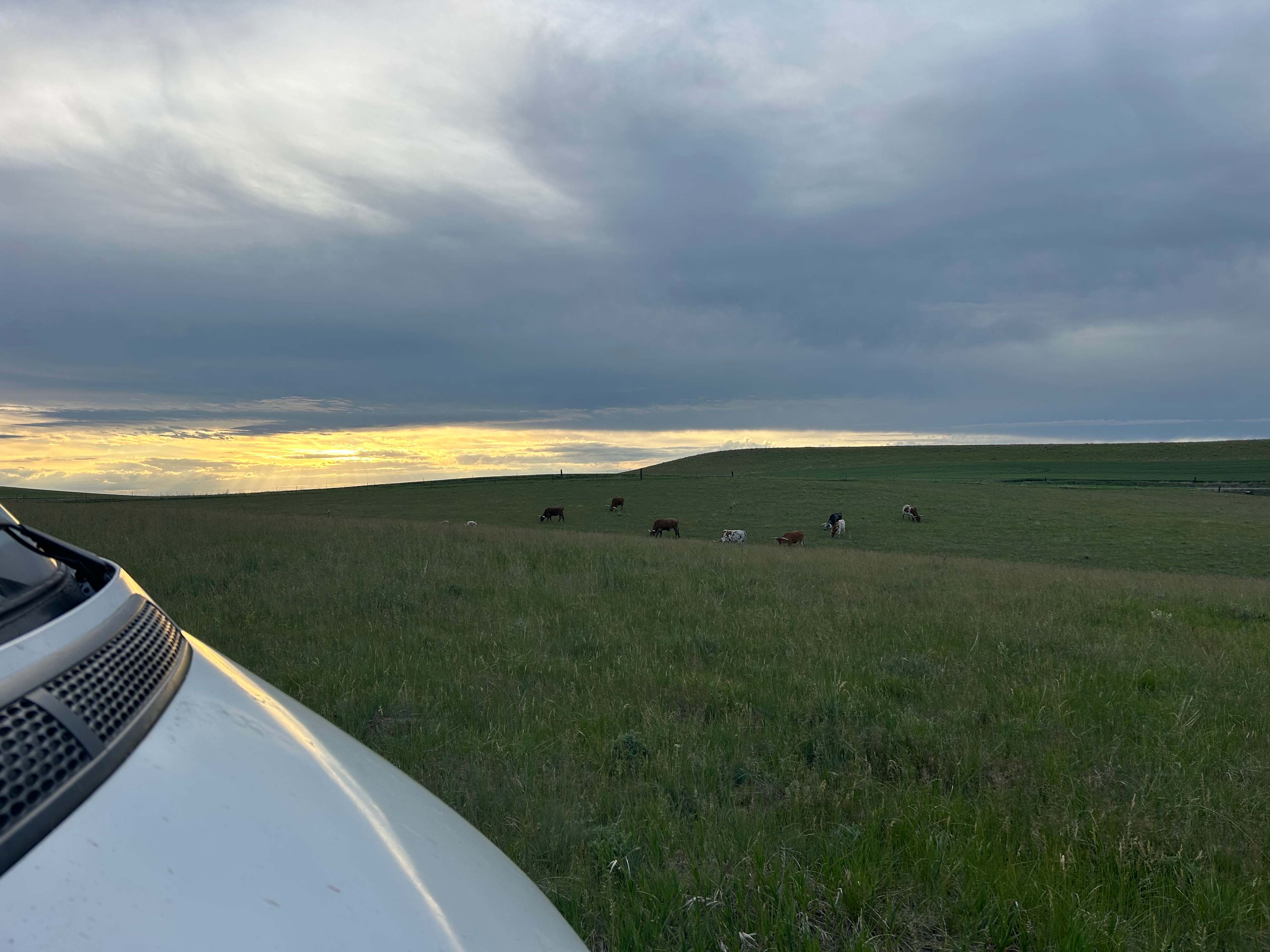 Montana Safari