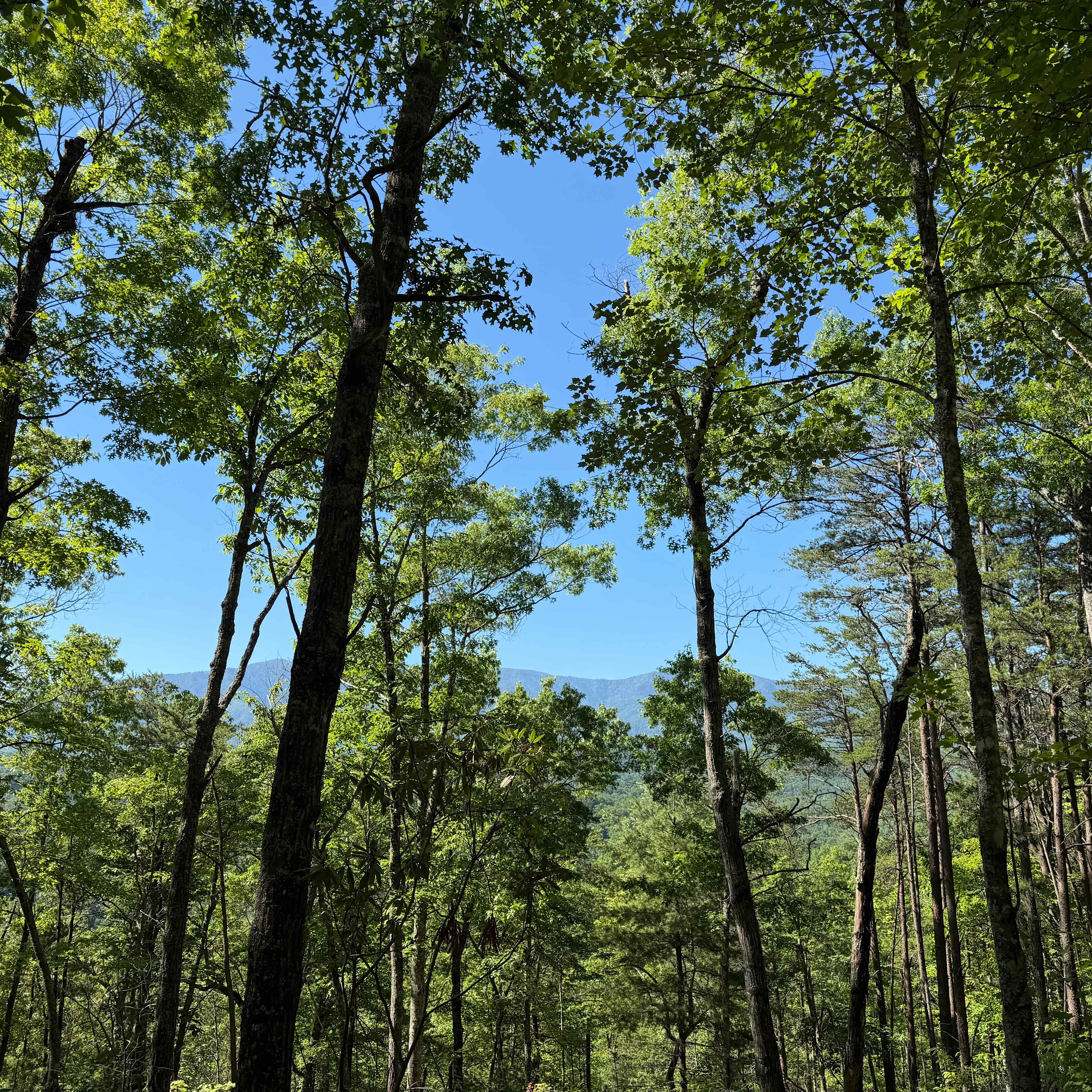 View from hiking trail