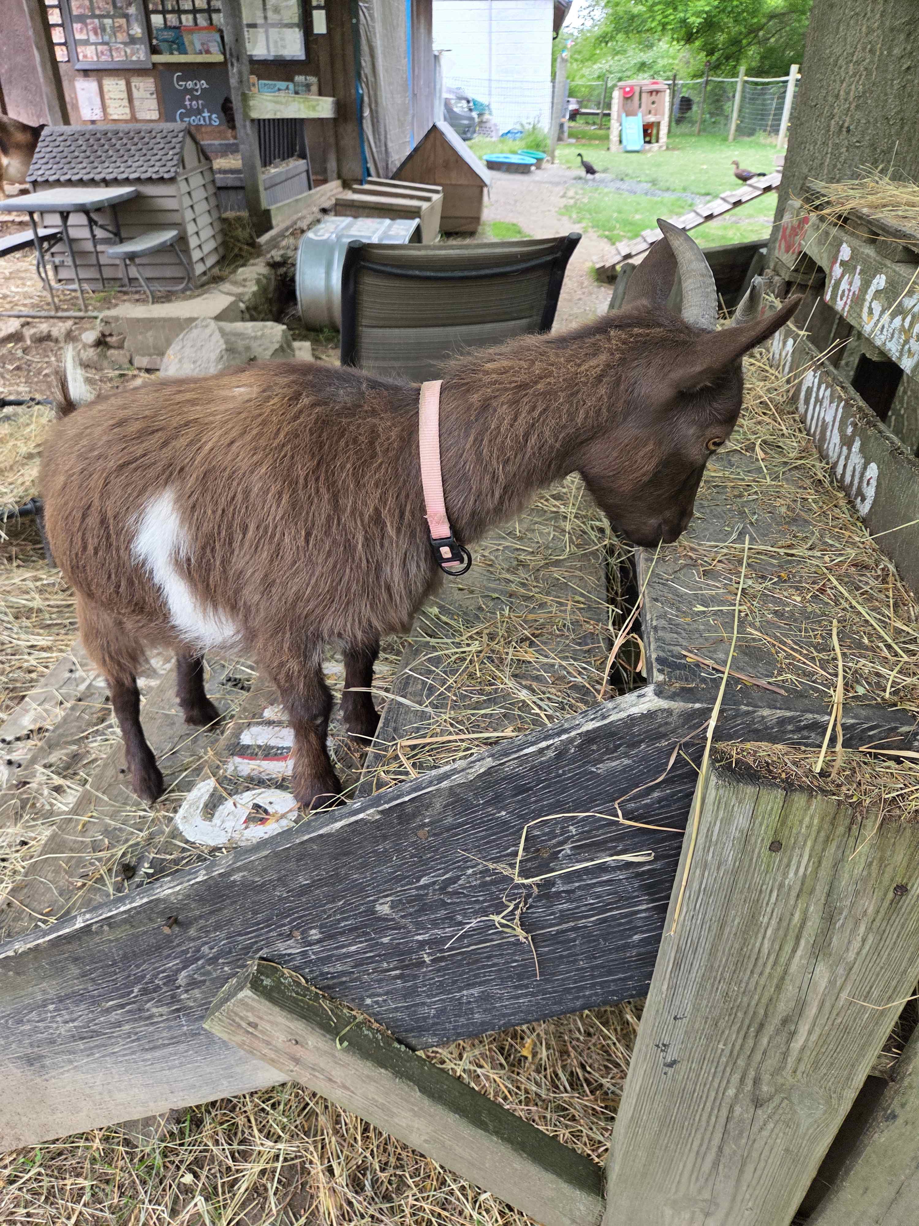 Goat Farm Hide-Away CVNP