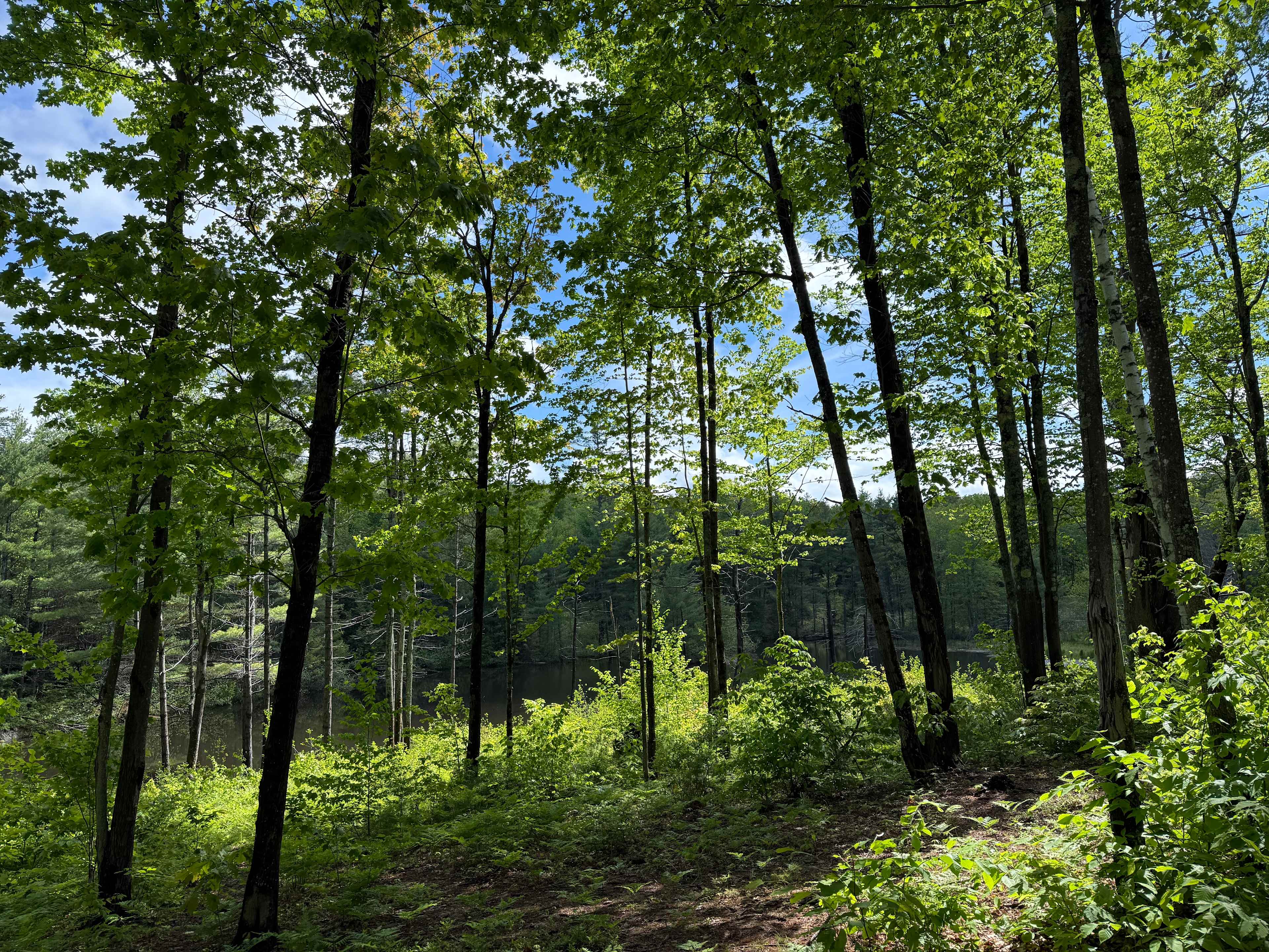 View of the pond from the campsite