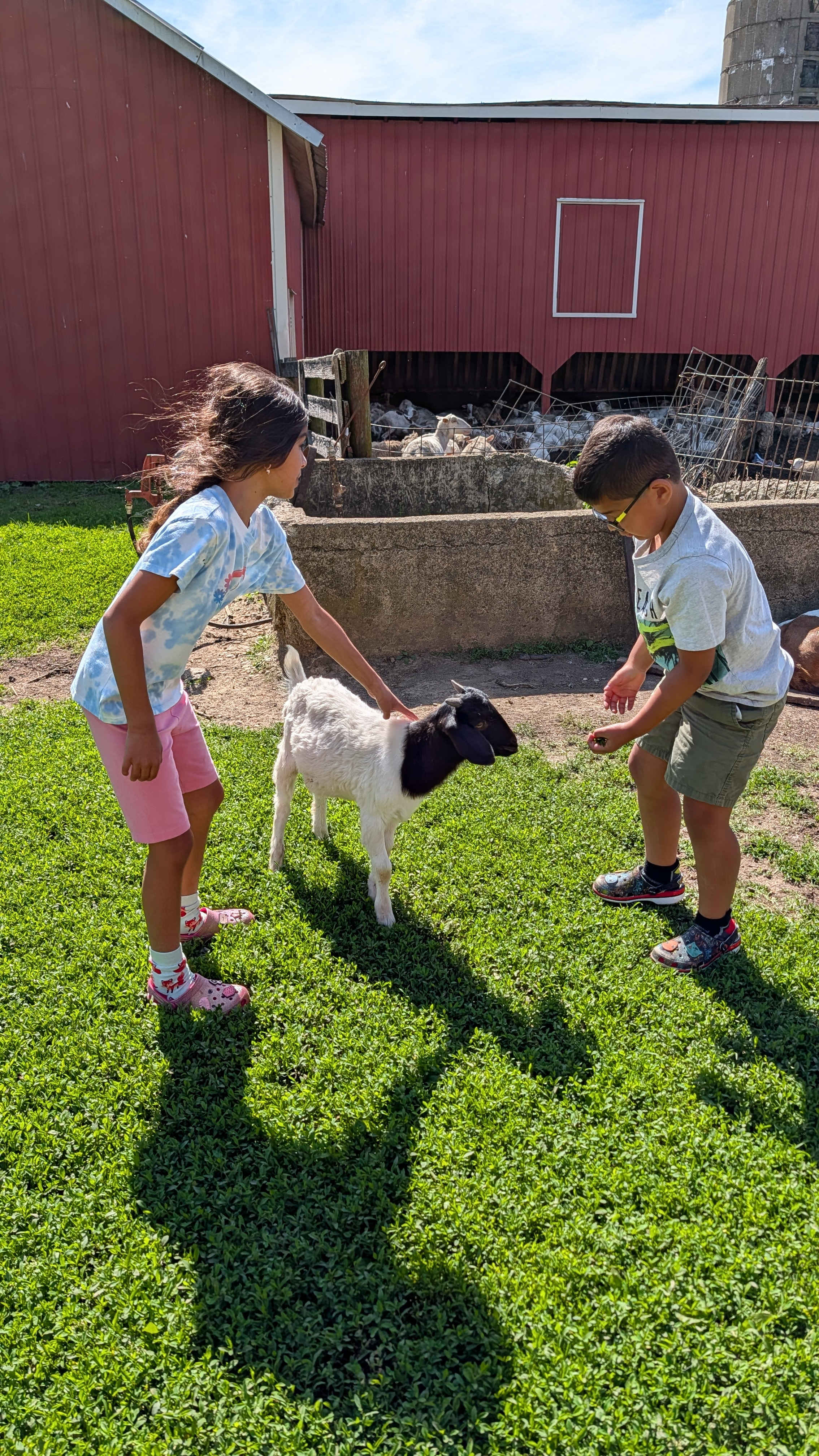 Camping with Unruly Goats