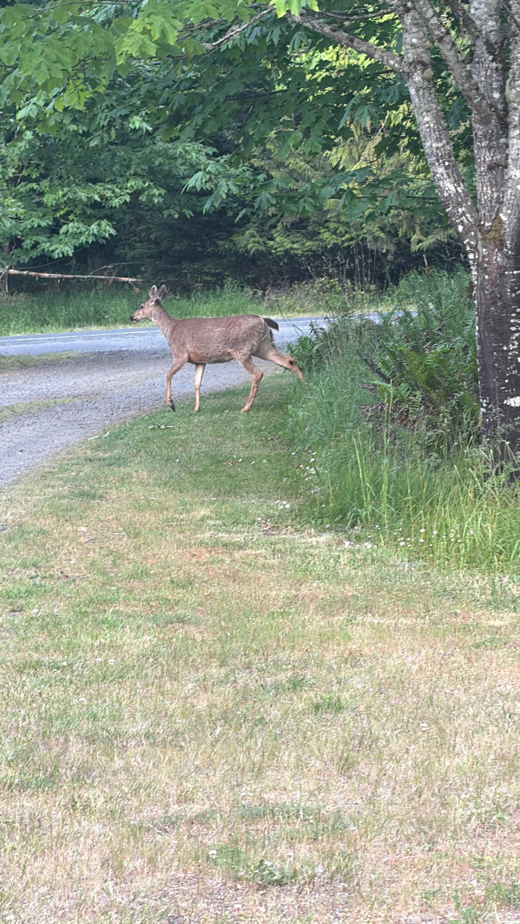 Deer Park Mountain View RV Campsite