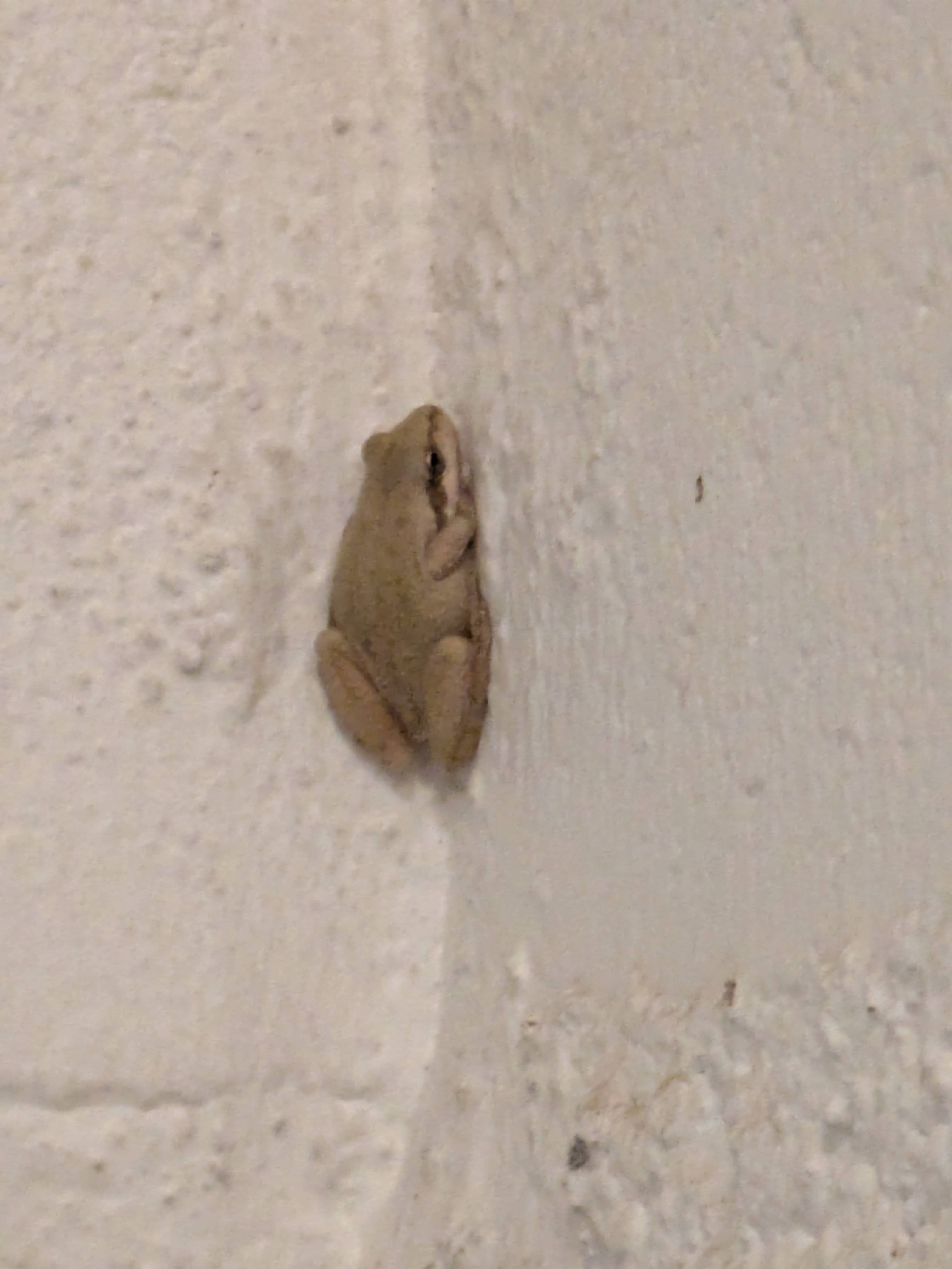 Bewaaaaare the bathroom frog! ;)