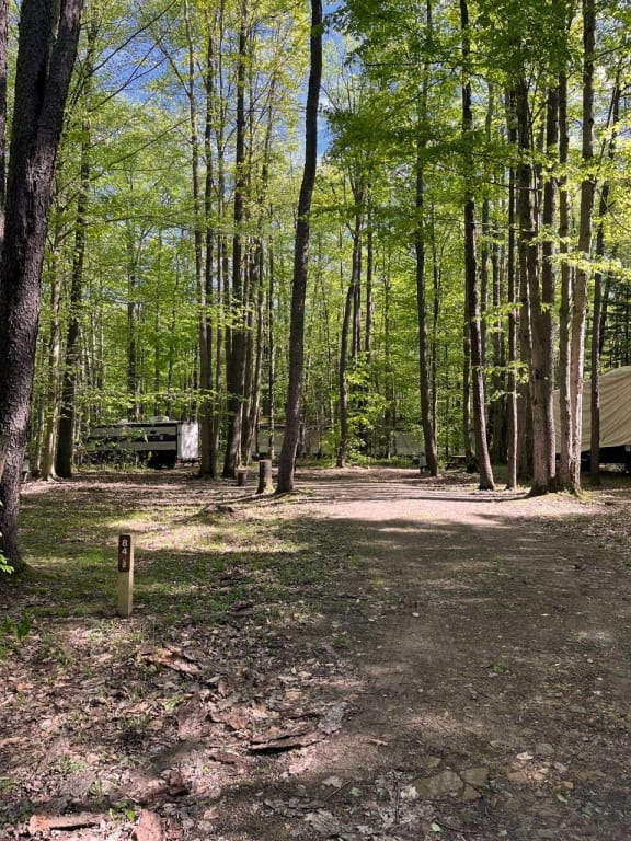Picture of the site
