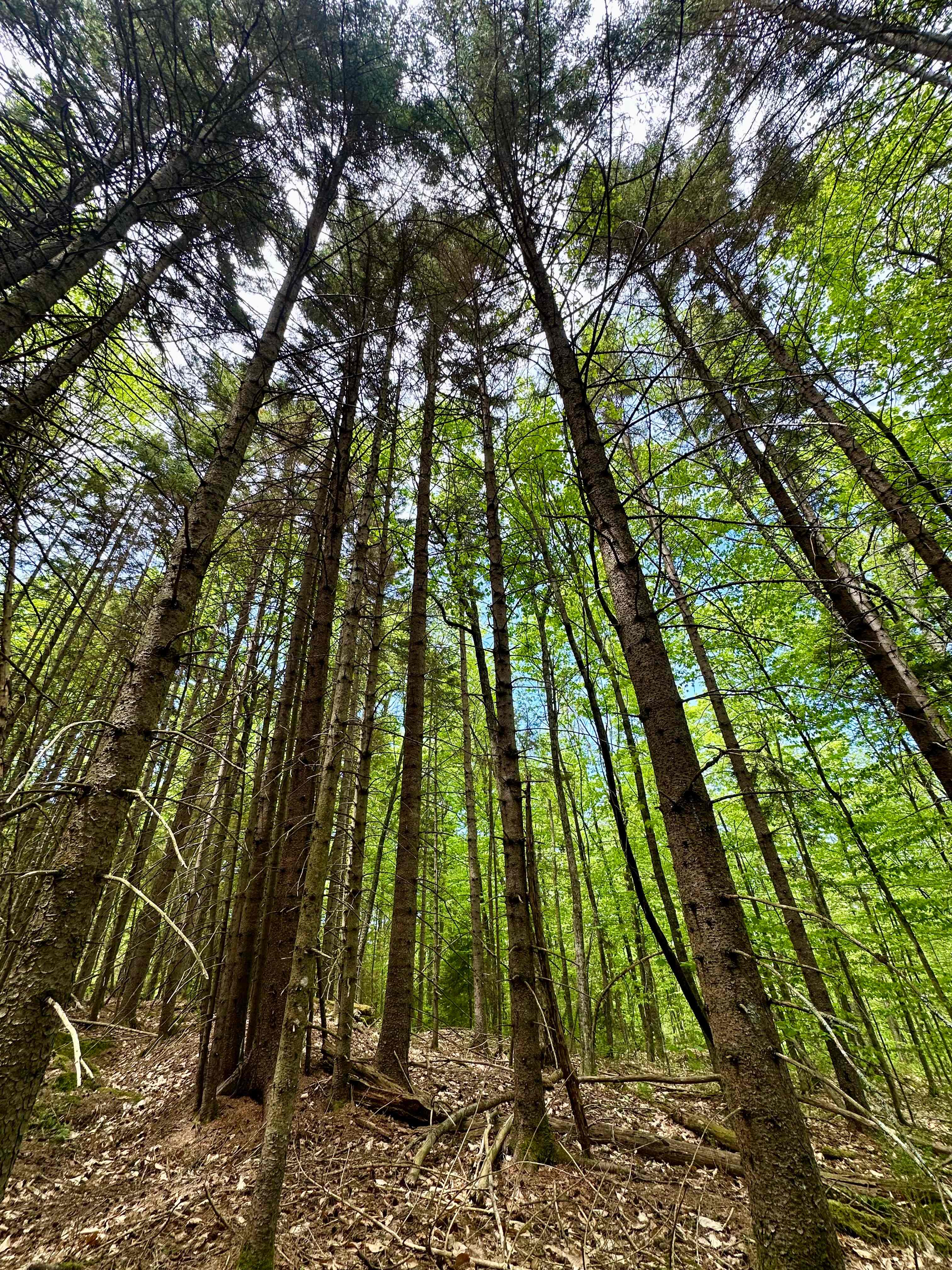 Green Mountain Trails