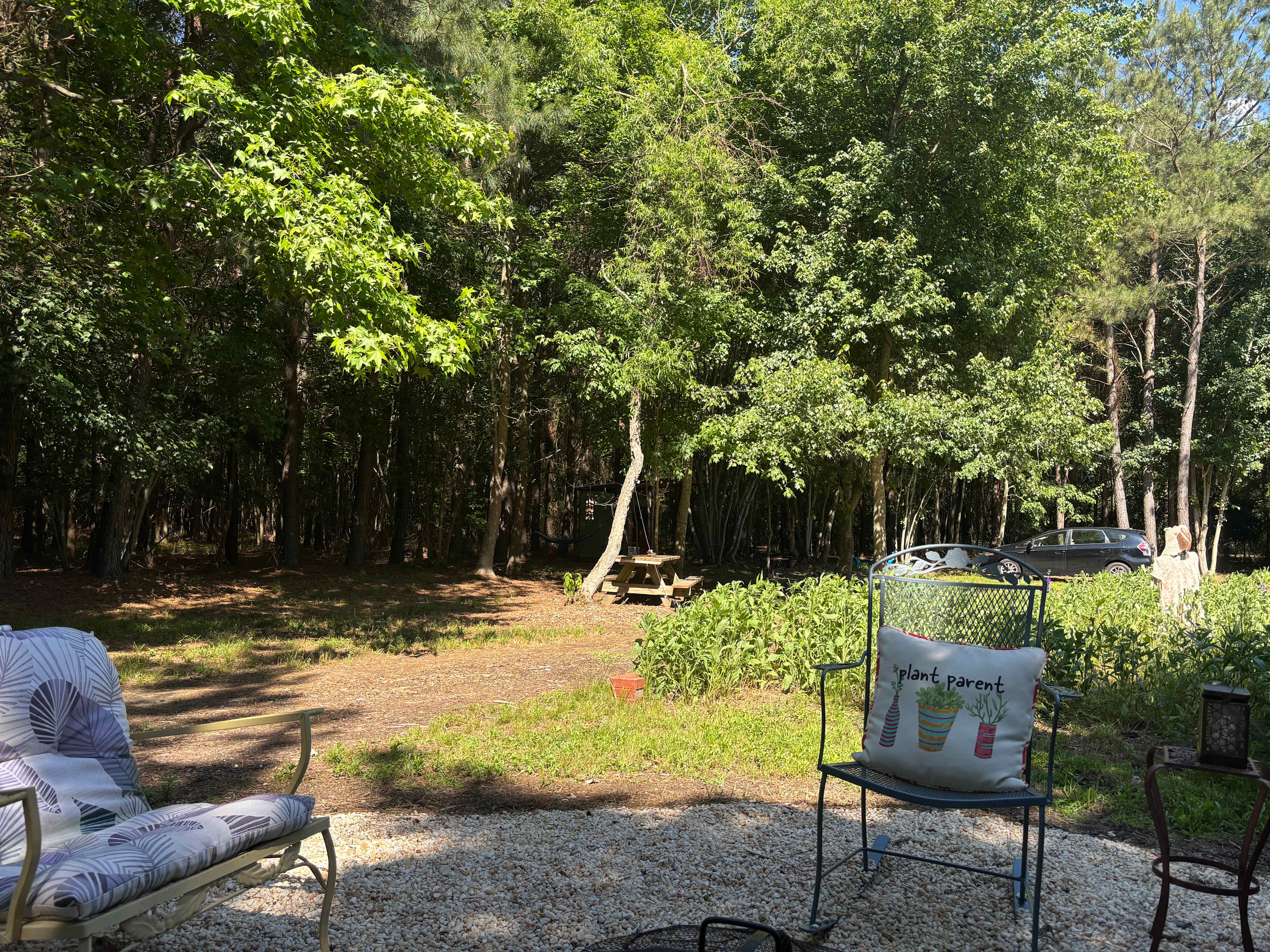 The Unplugged Forest