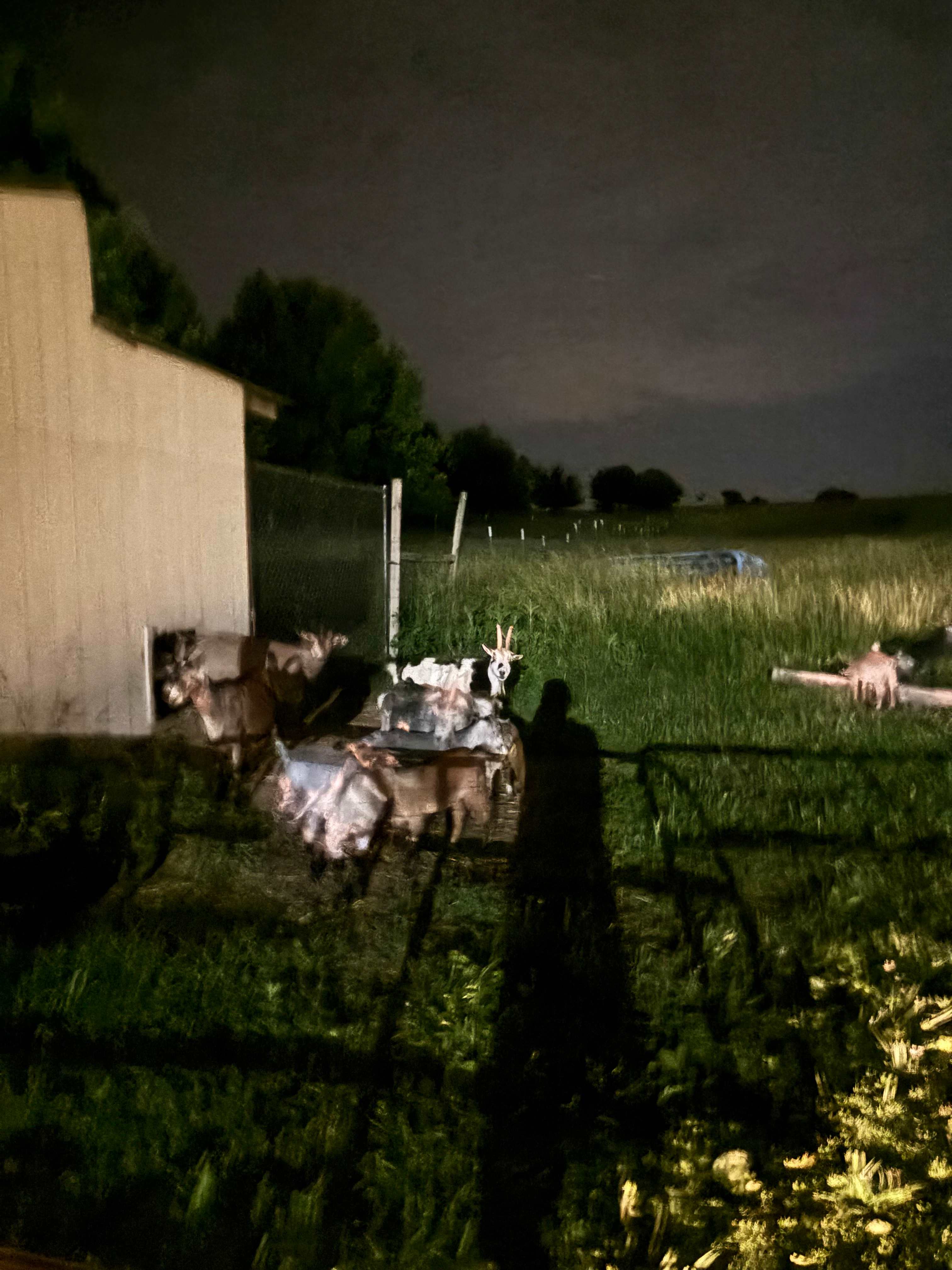 Old Goat Farm 