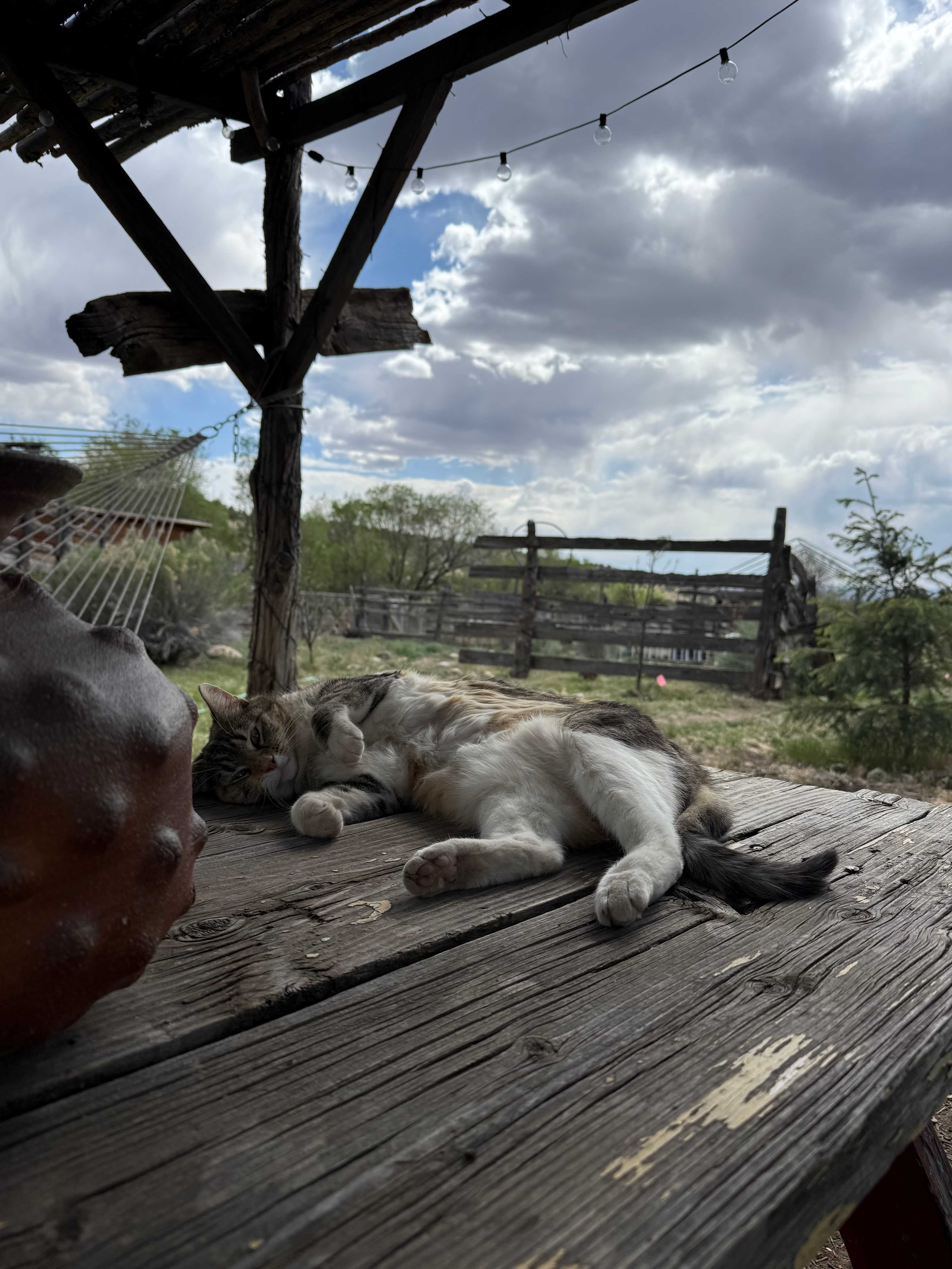 Taos Goji Farm & Eco Lodge