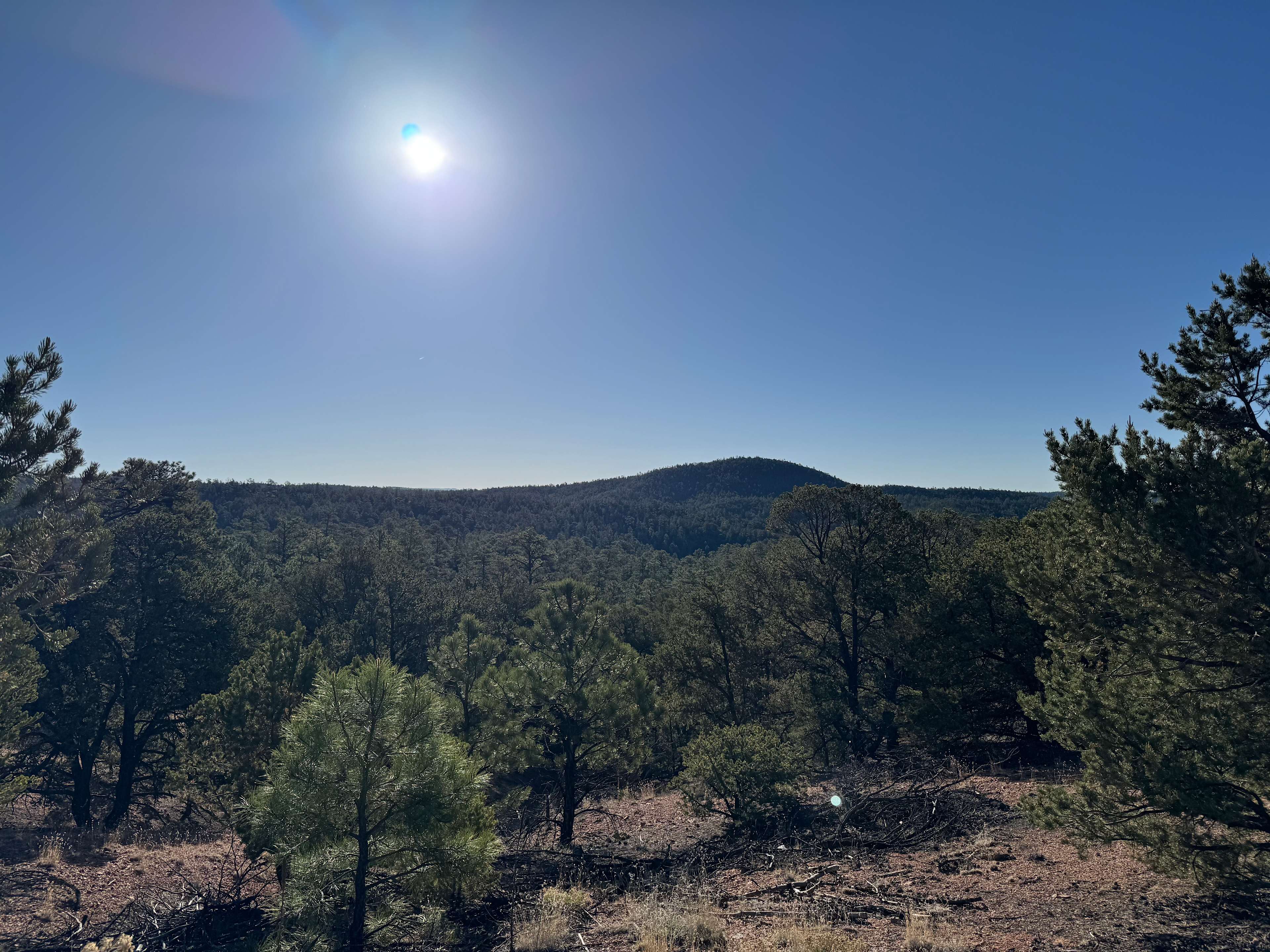 Santa Fe Treehouse Camp & Wilderness Preserve