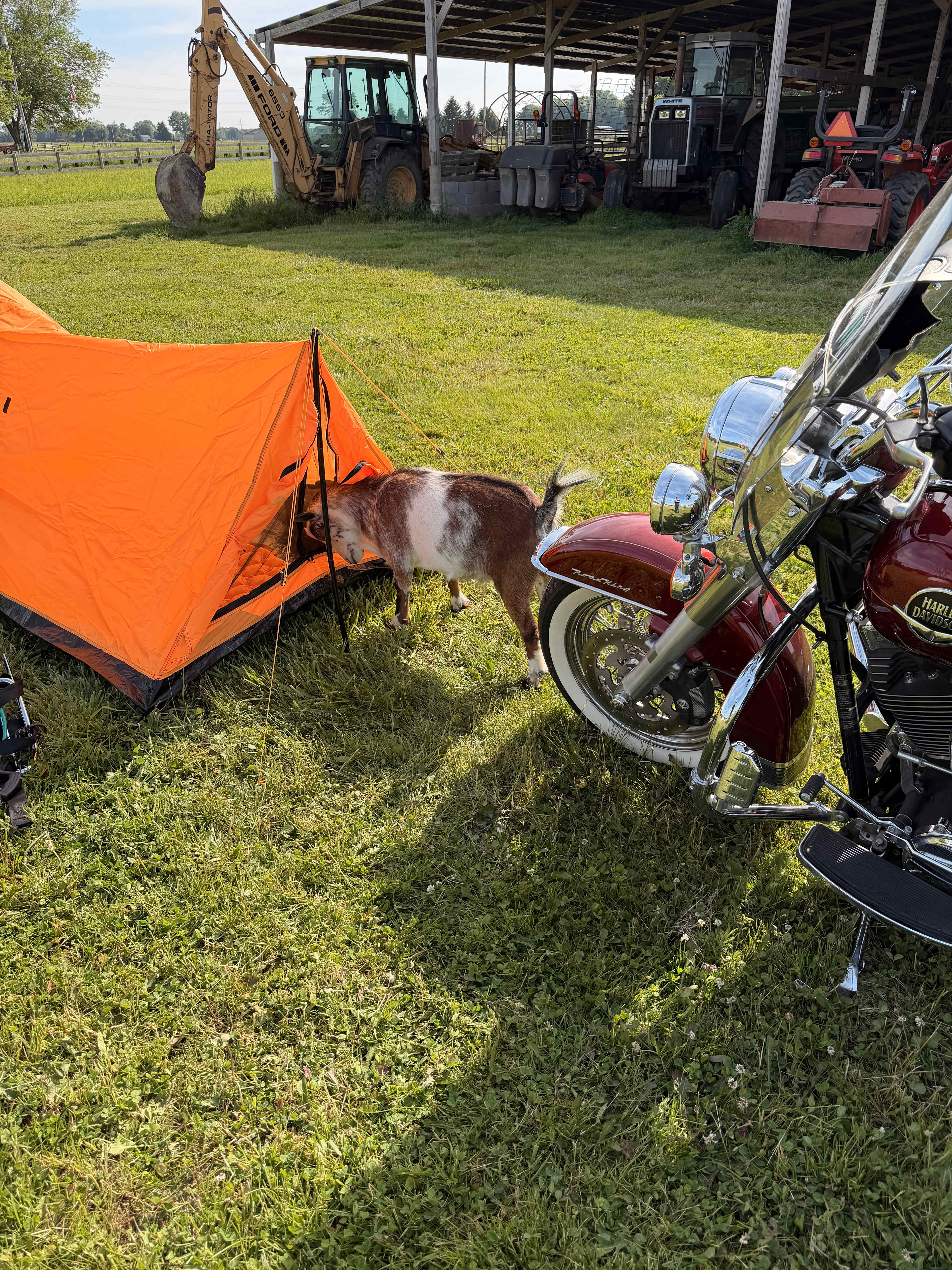 Campsite visitor. 