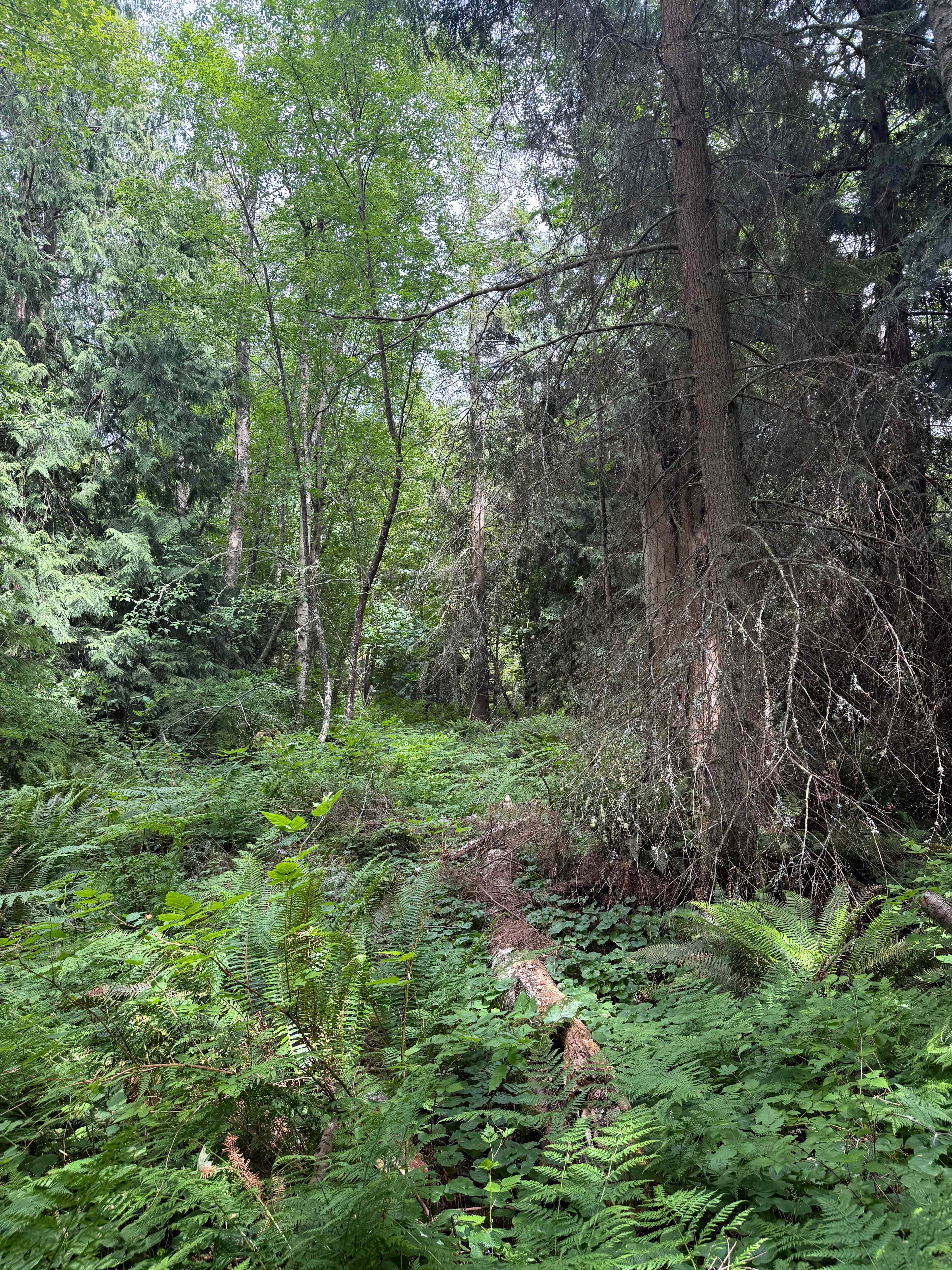 Beautiful mulch-covered trails to walk on