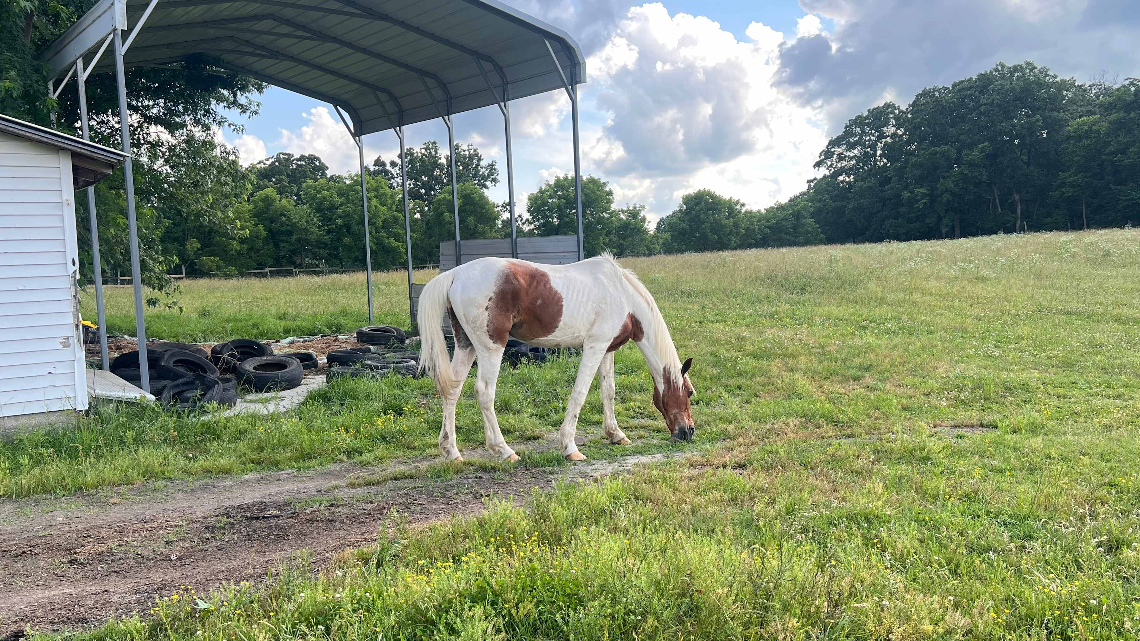 Warriors o' Rainbow Horse Sanctuary