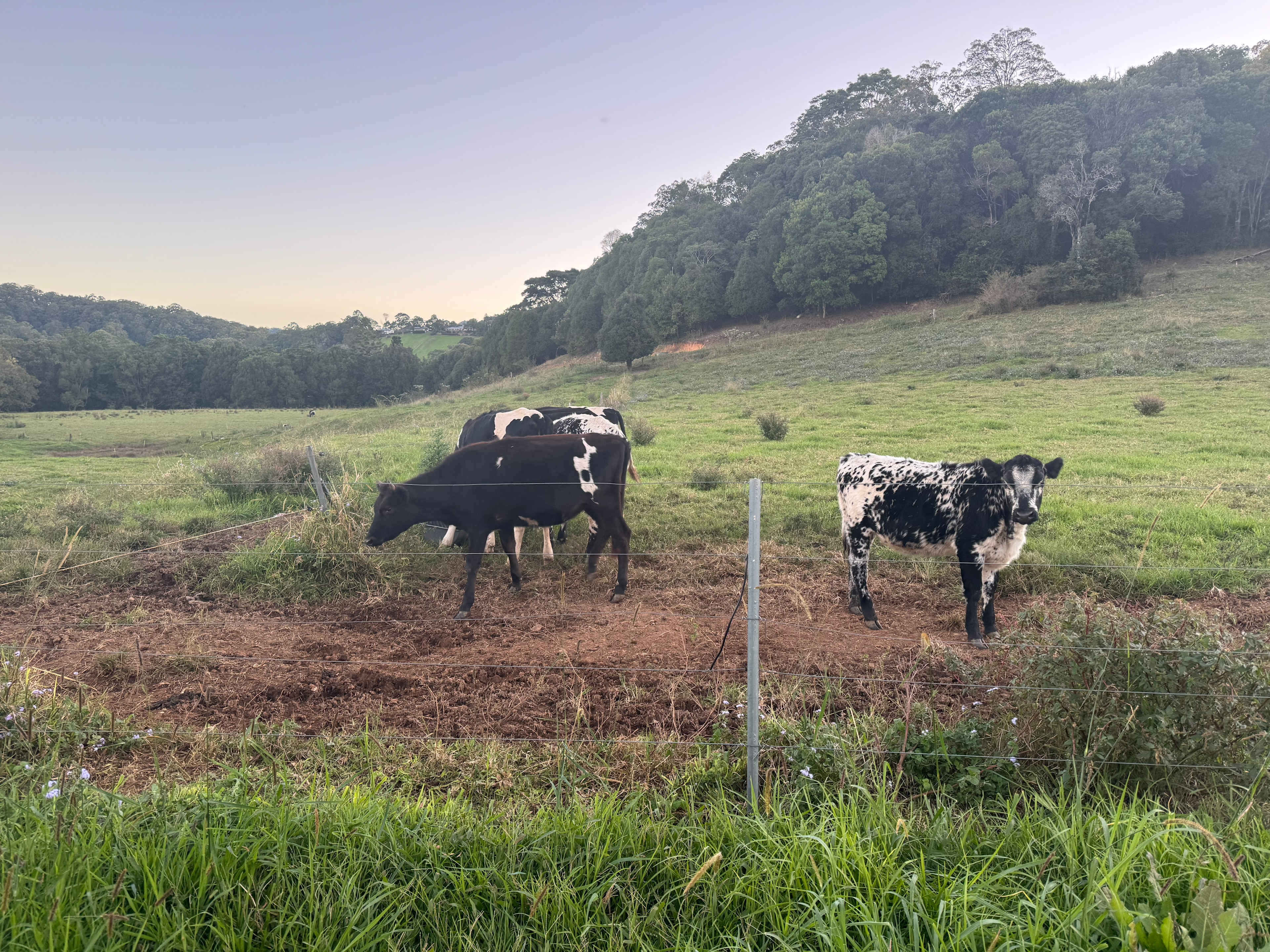 Tweed Valley Farmhouse Cheeses