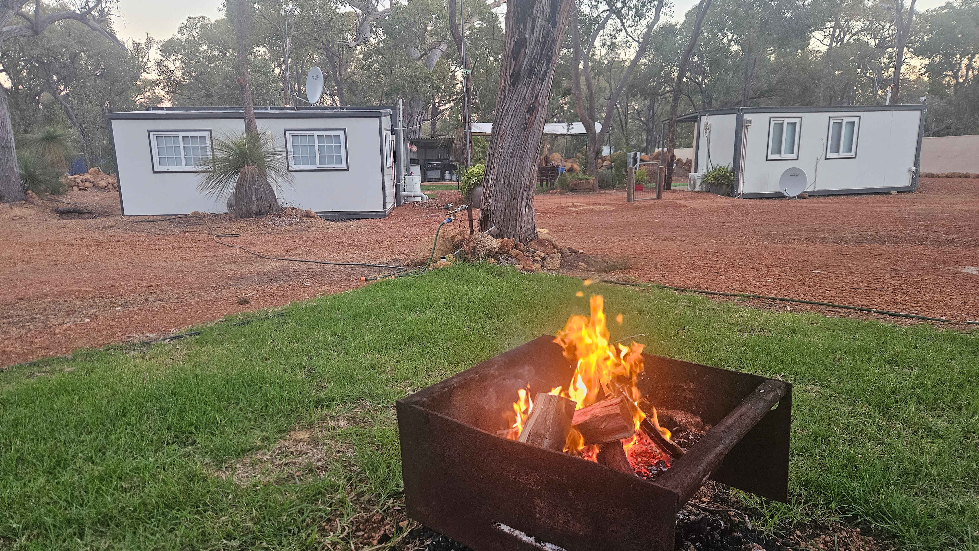 Evergreen Bush Stayz