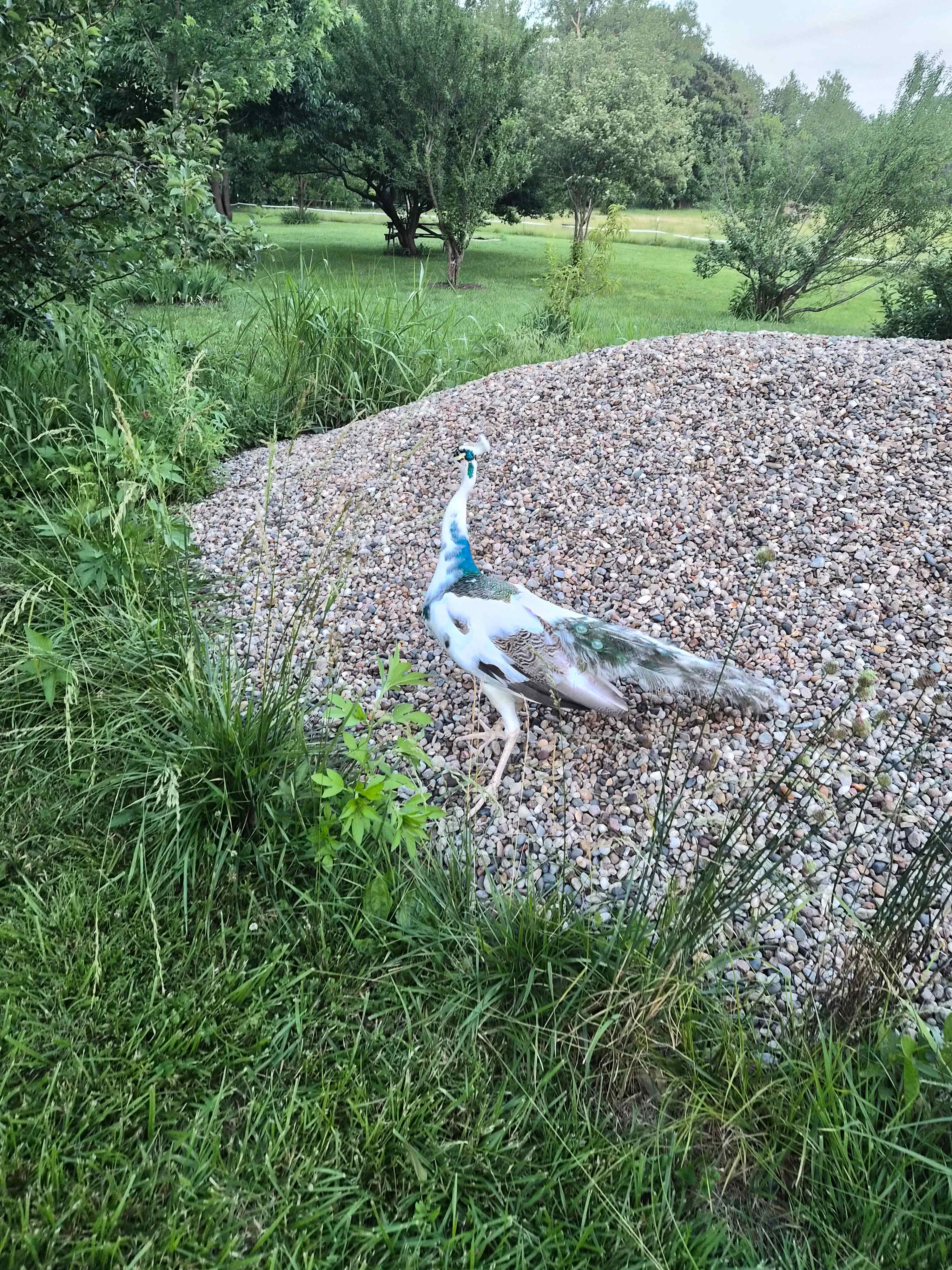 The peacocks were not shy! What a treat