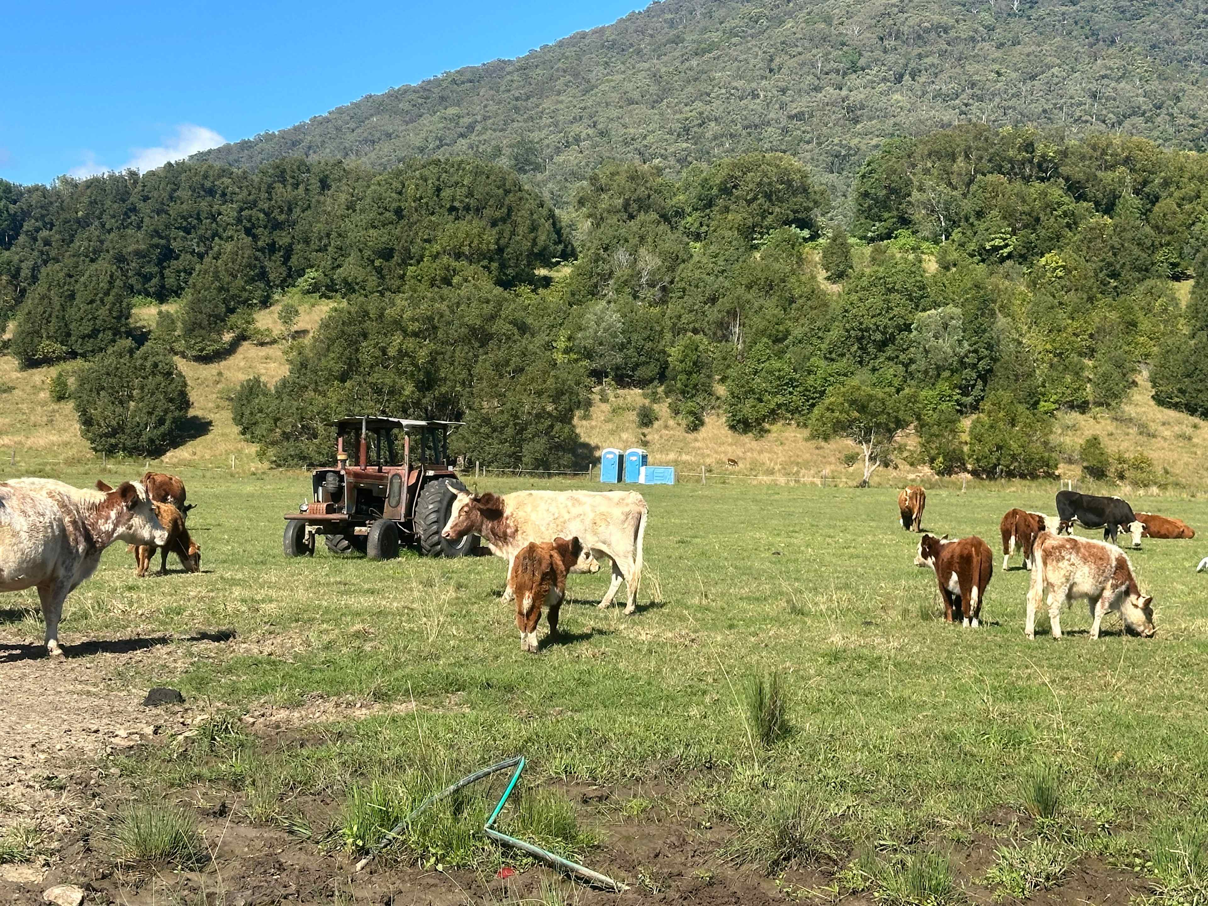 McKenzies Mountain, Wollumbin