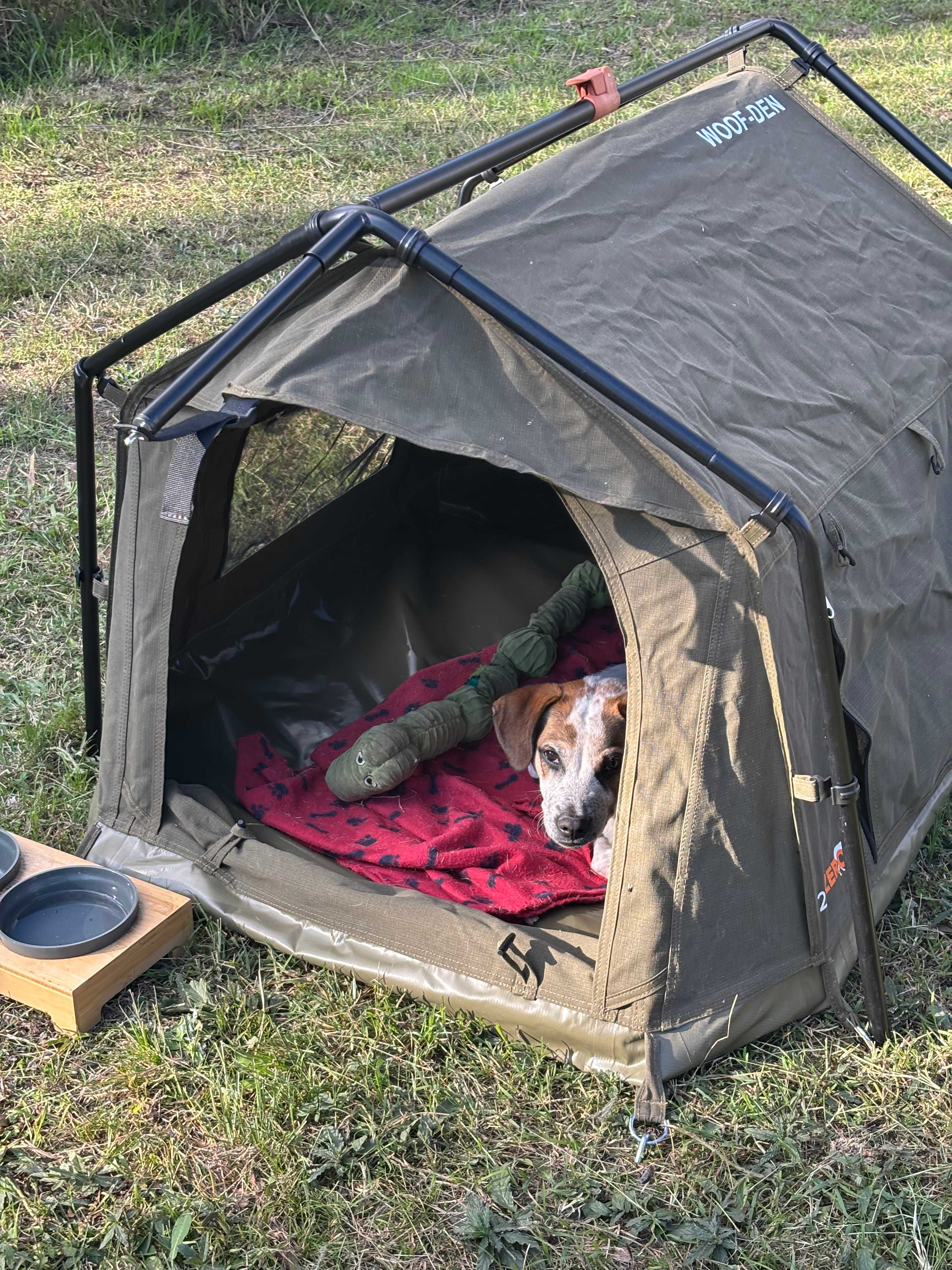 Even dogs love camping! 