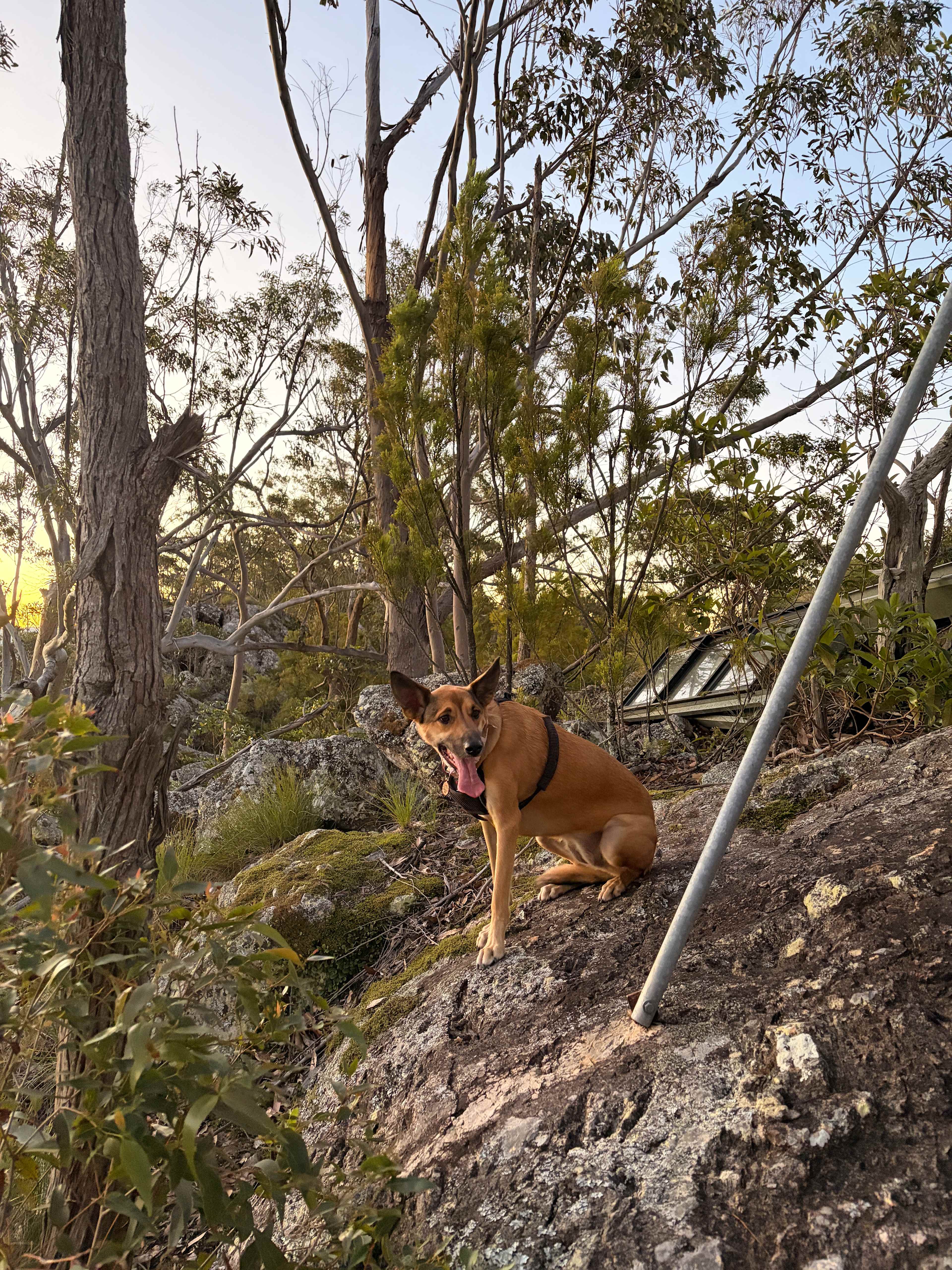 Delhuntie Park -Edens Canopy-