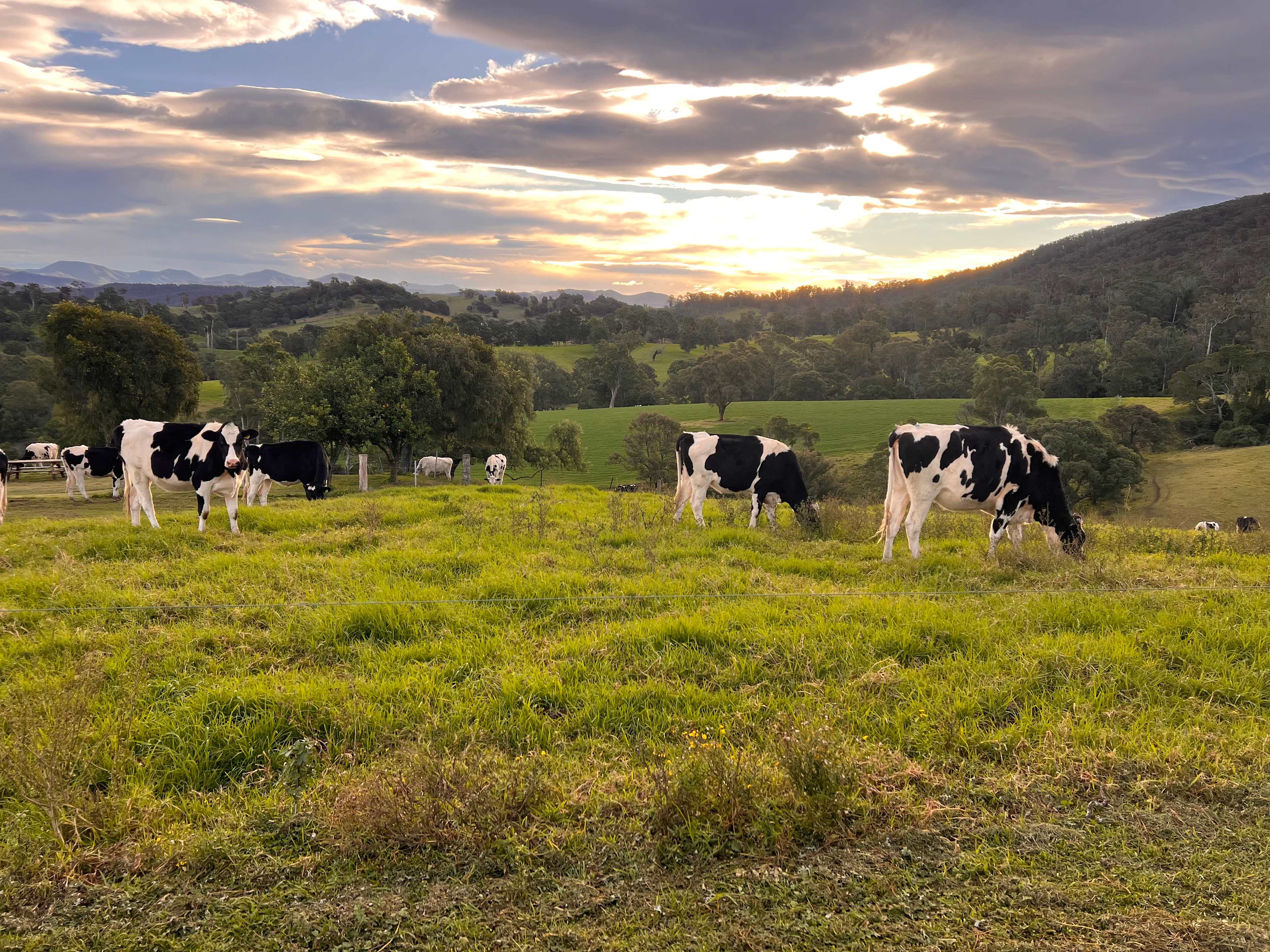 Sapphire Coast Dairy-Homestead