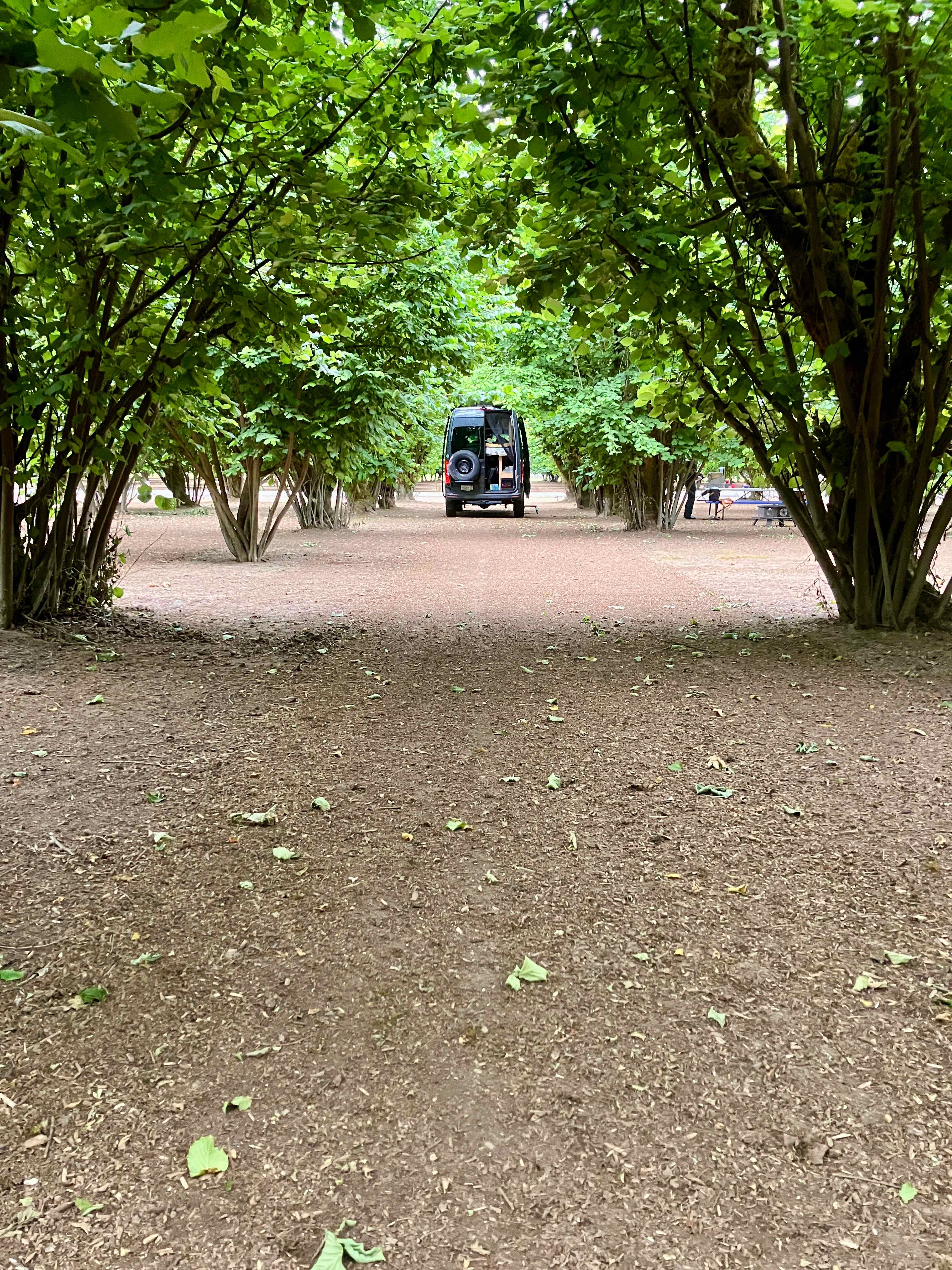 Our 20 foot high roof Sprinter van fit nicely among the trees