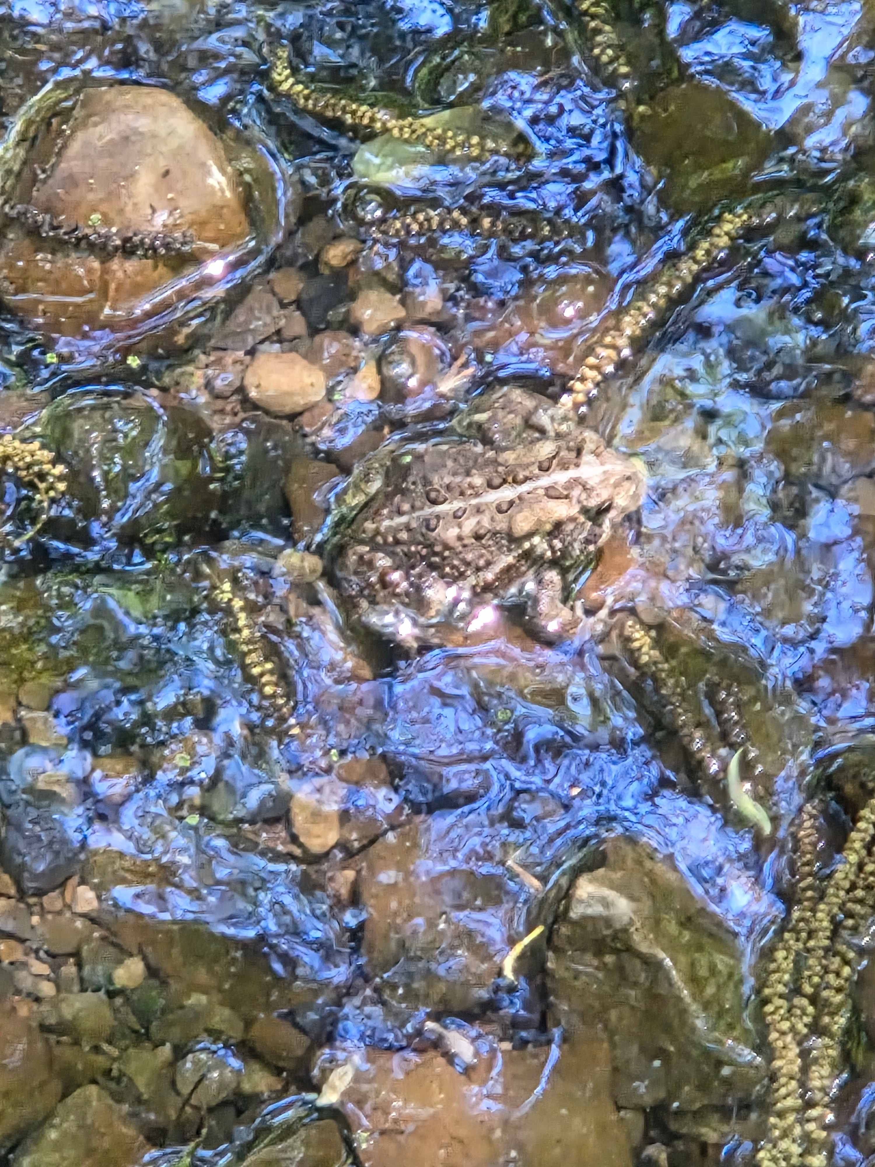 Random toad