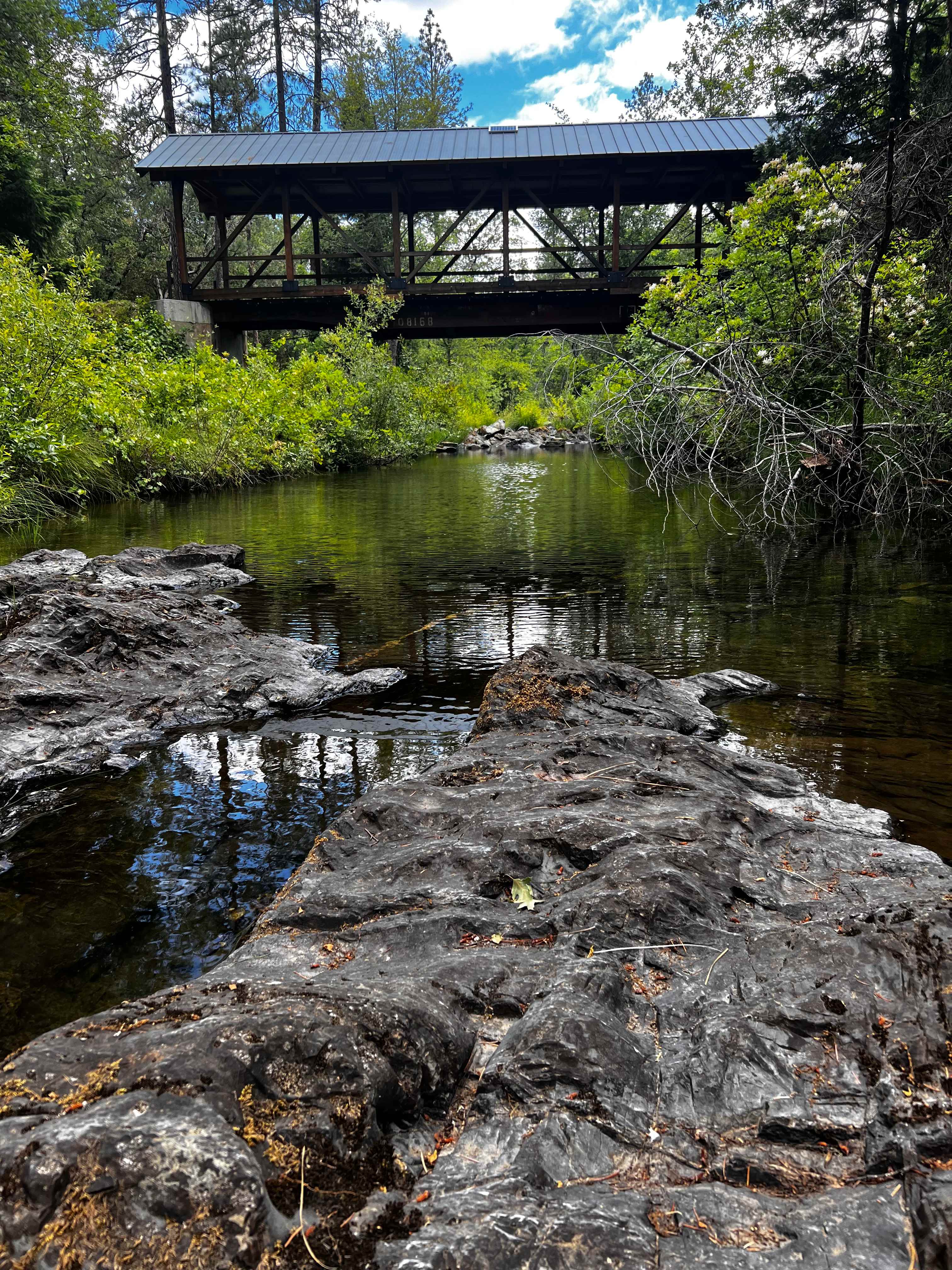 Forested creekside campsite