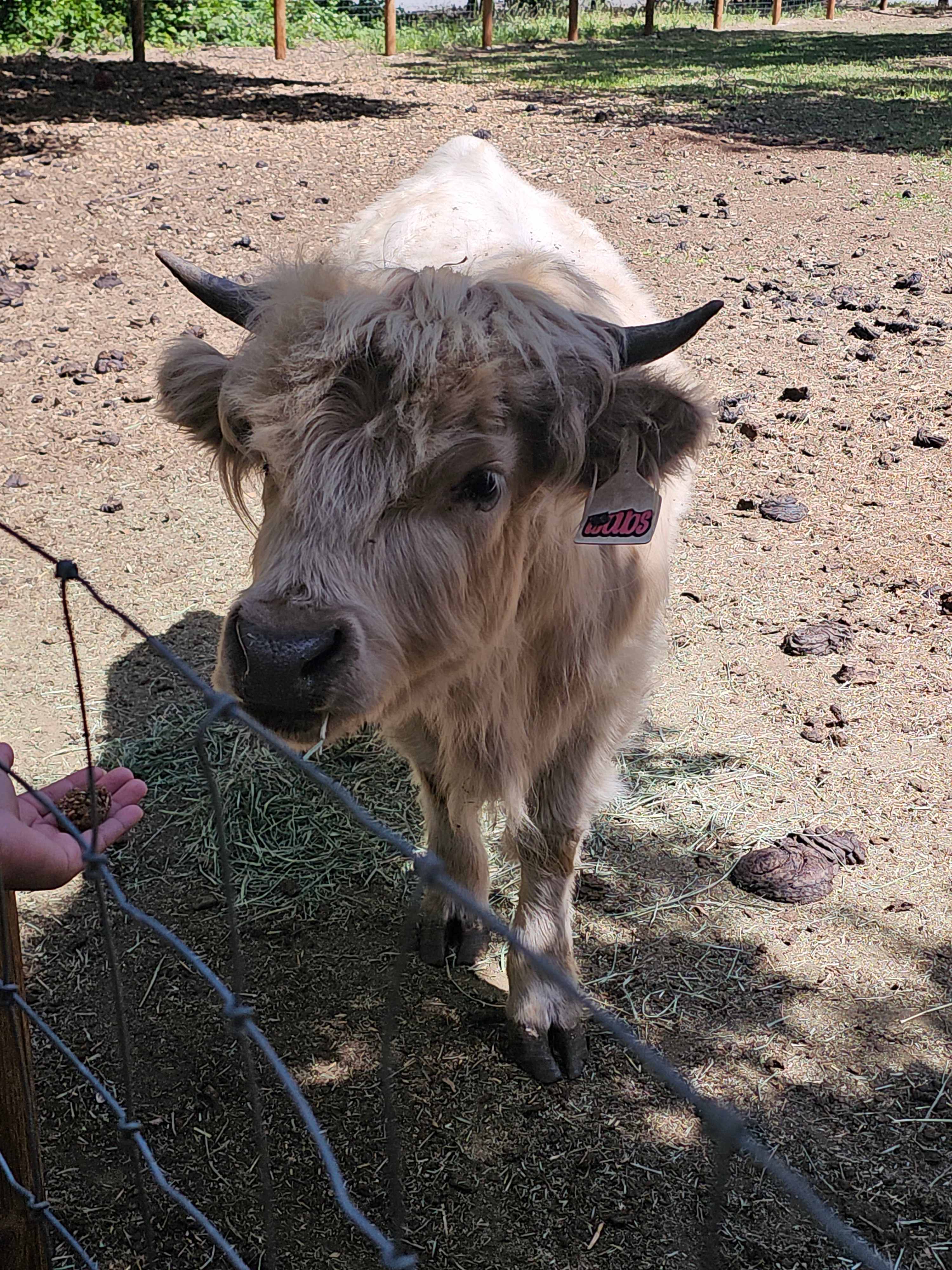 Paradise Valley Cattle Company