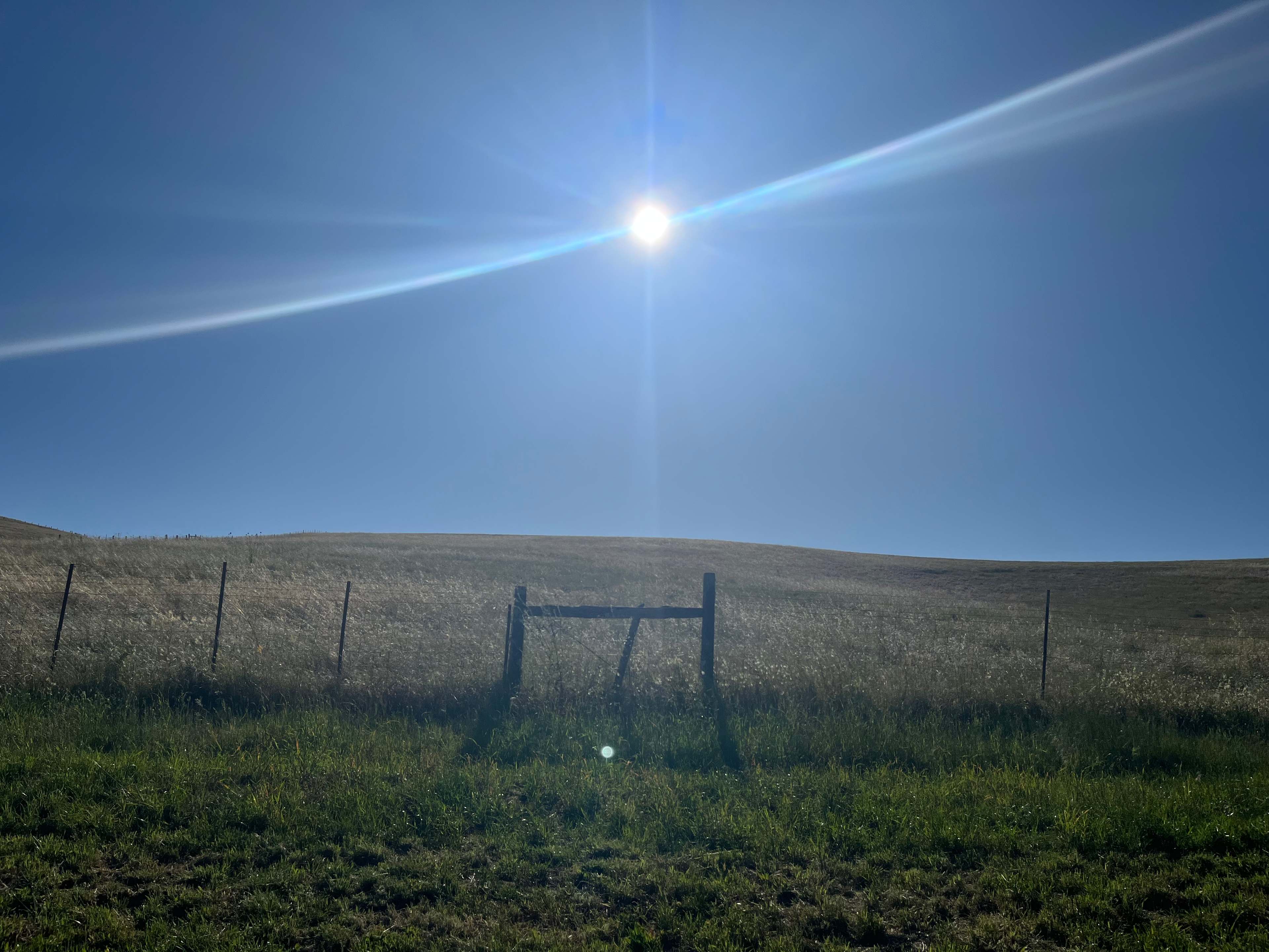 The Meadow Grove of Hands Full Farm