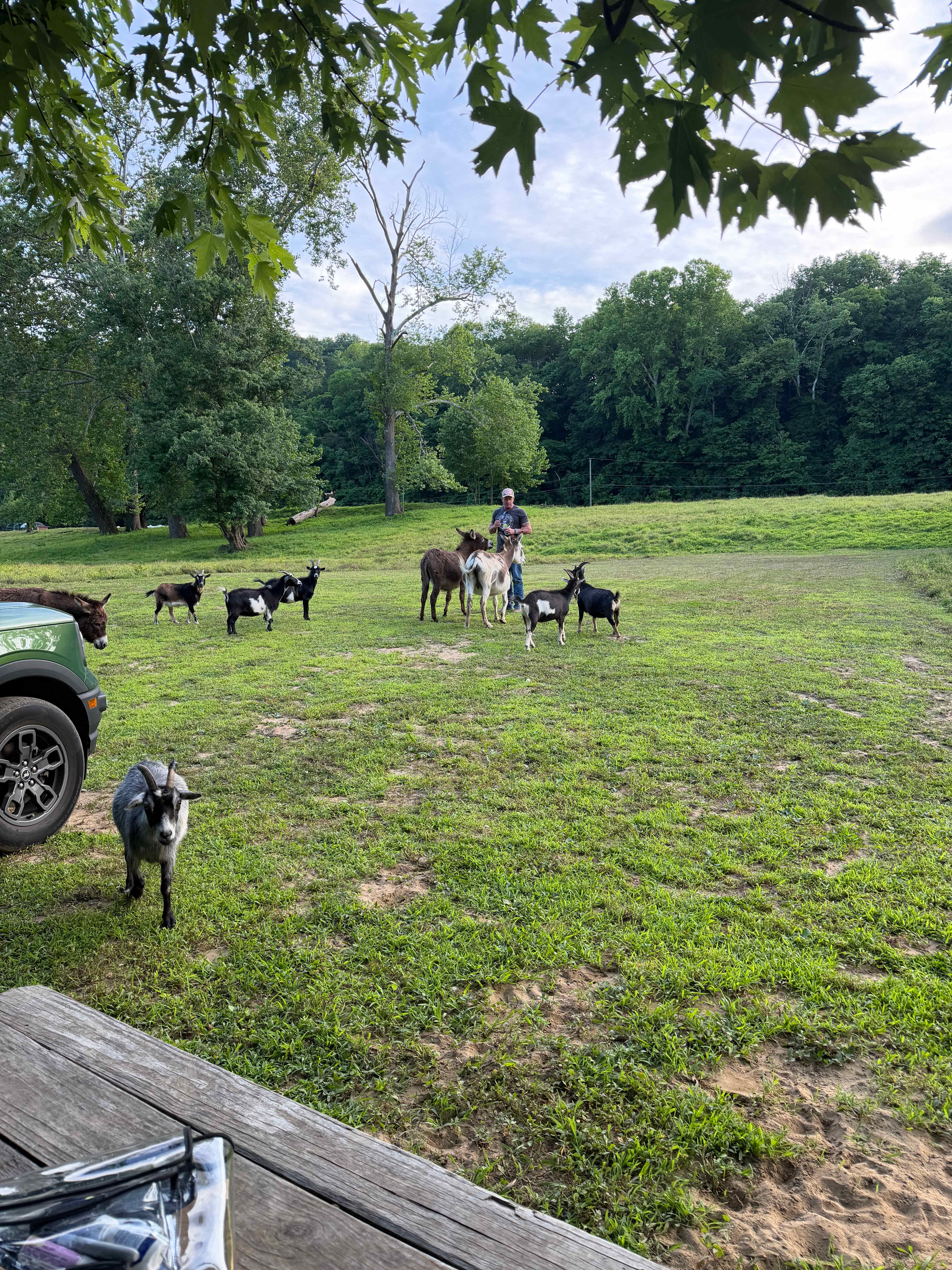 Wildcat Creek Farm in Tyrone