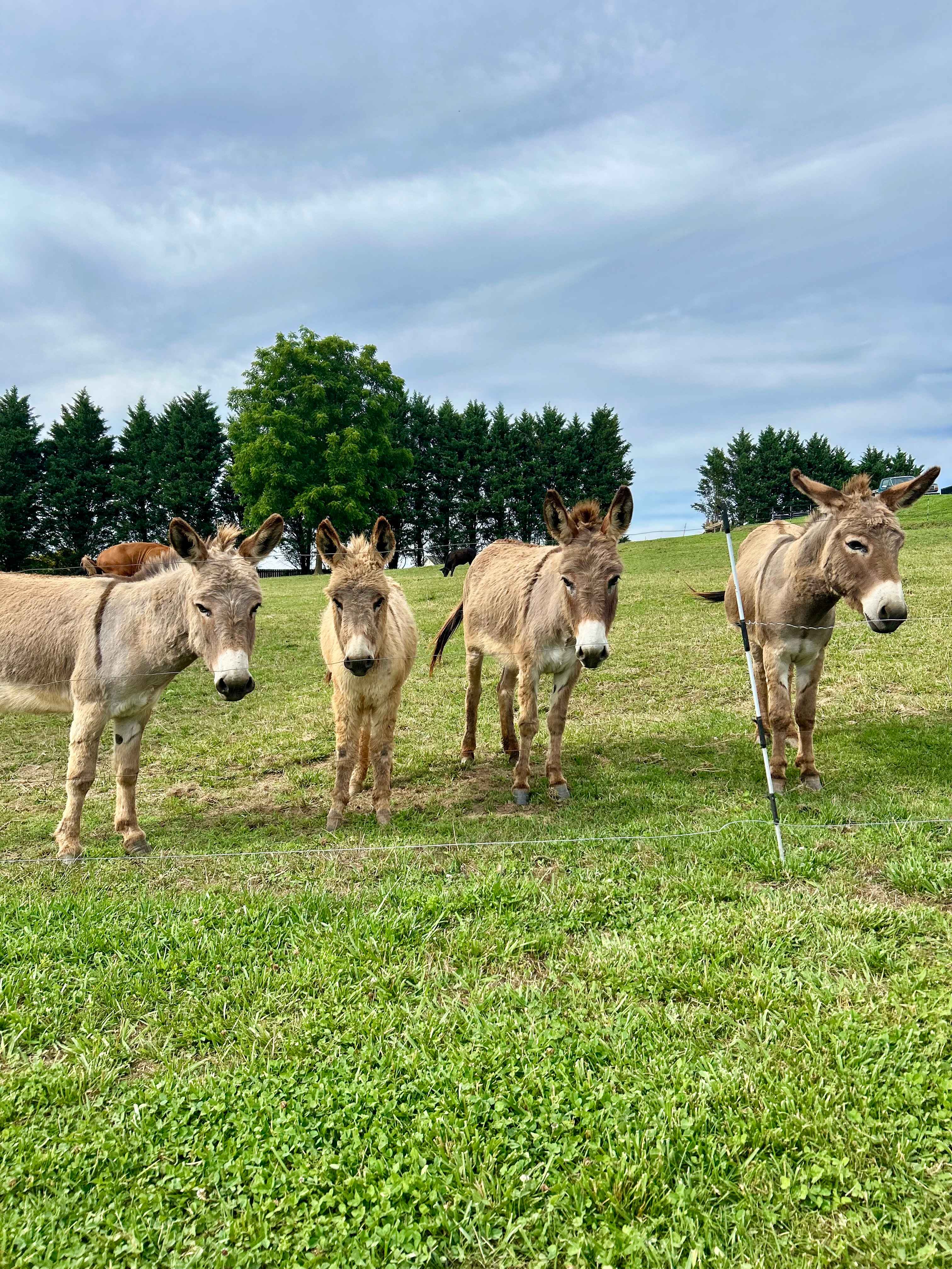 Mountain View Acres