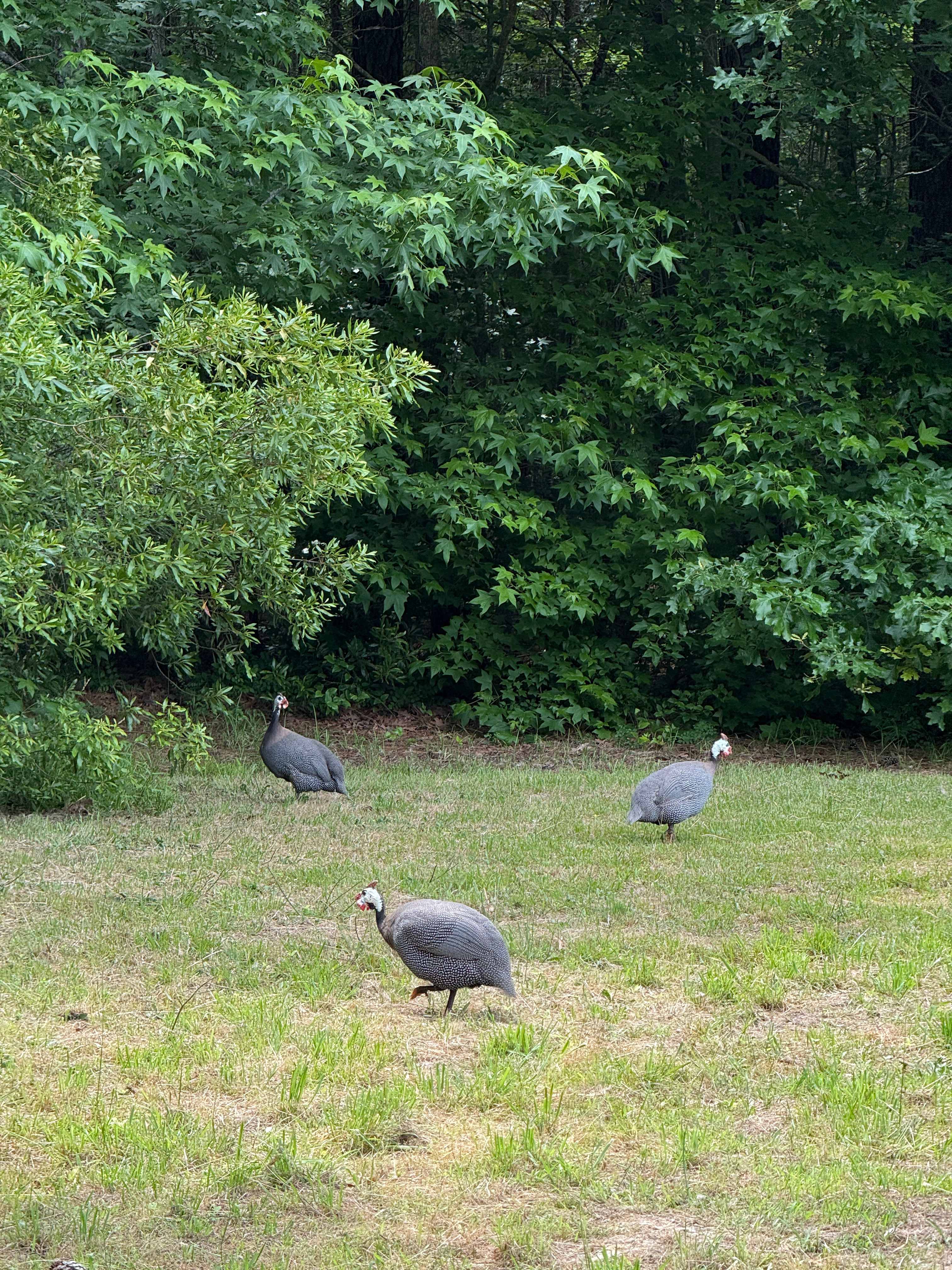 Guinea hens!
