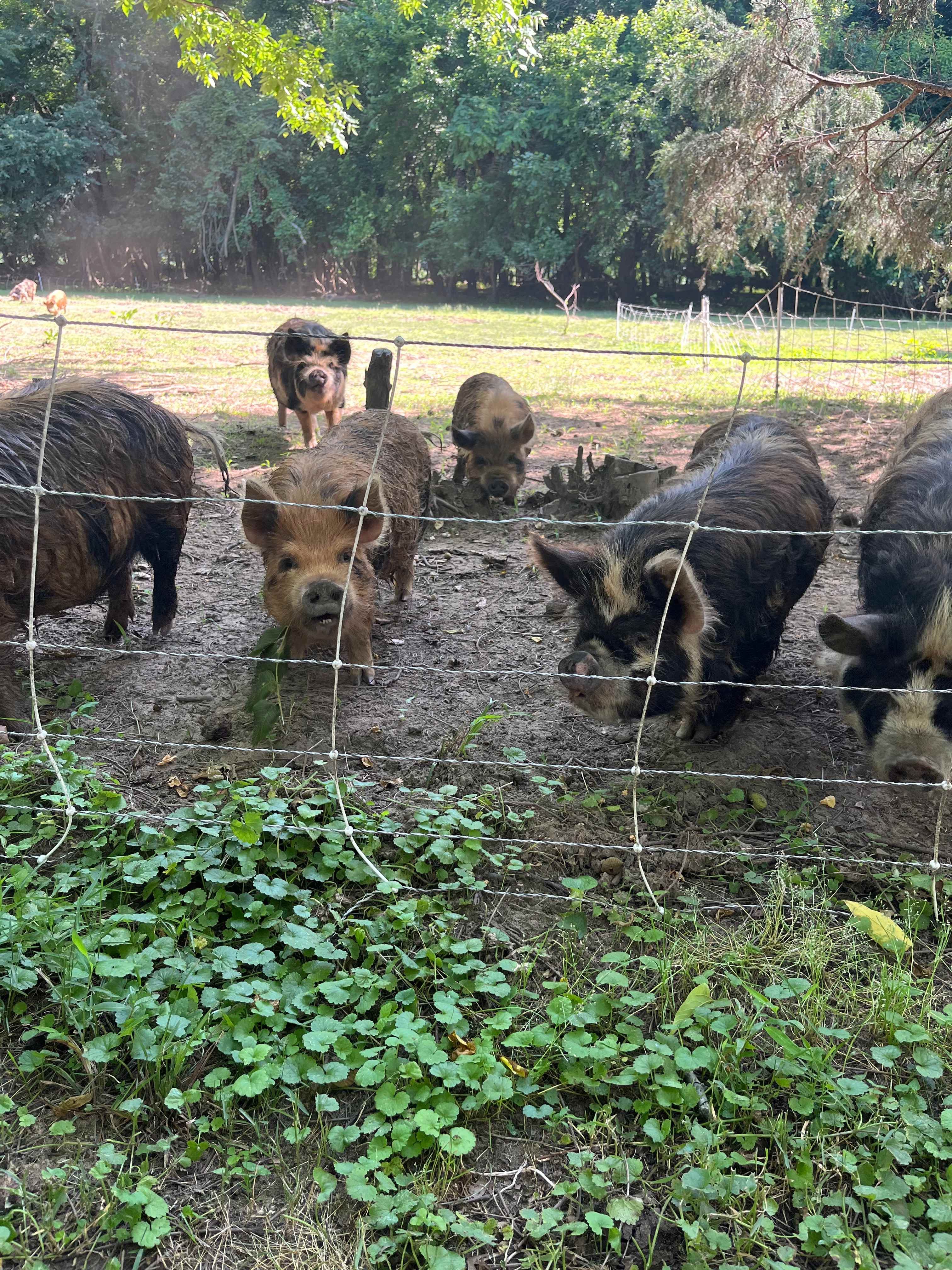 MoonLight Grove Farm