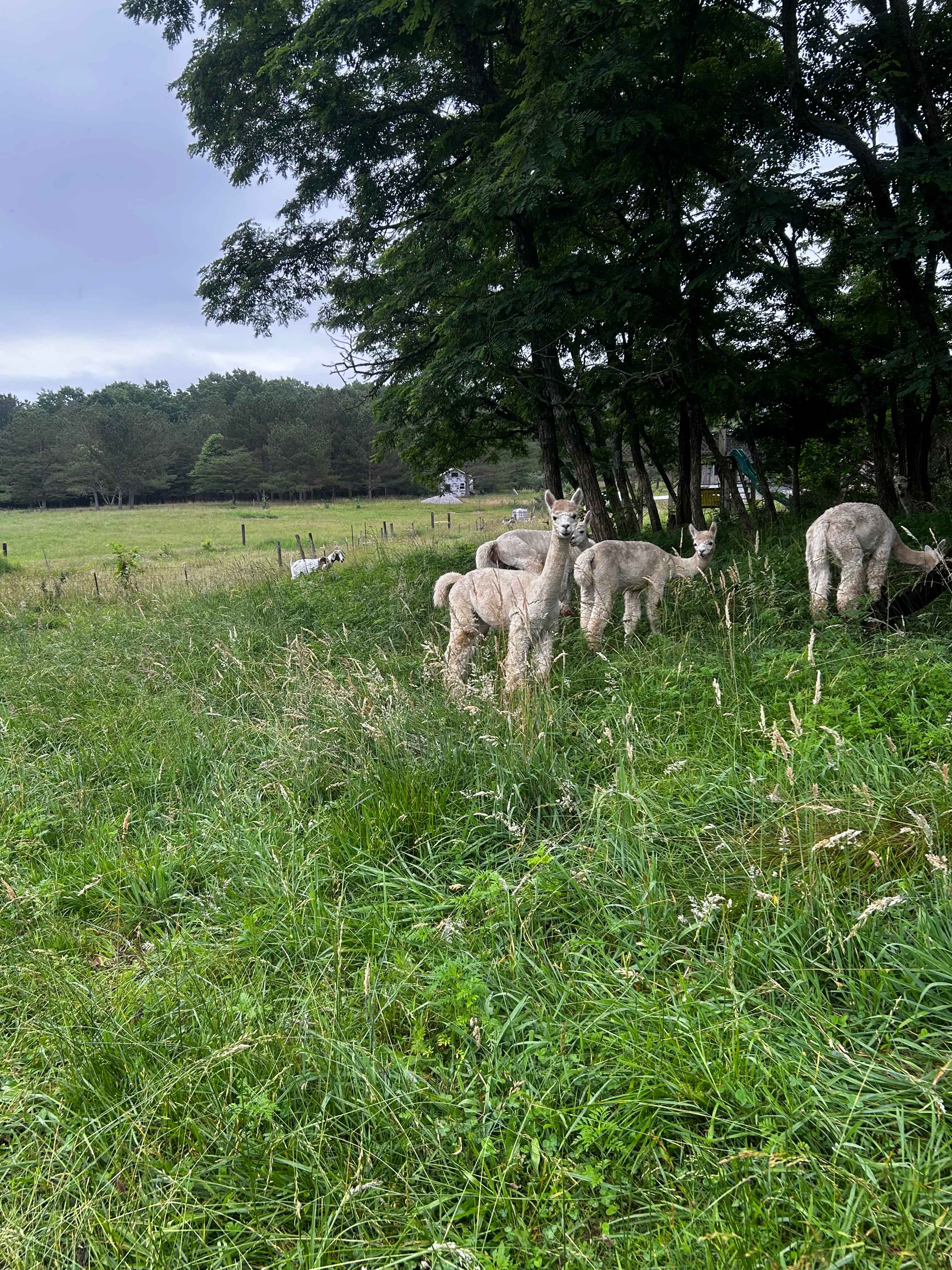 Solace Farm Homestead