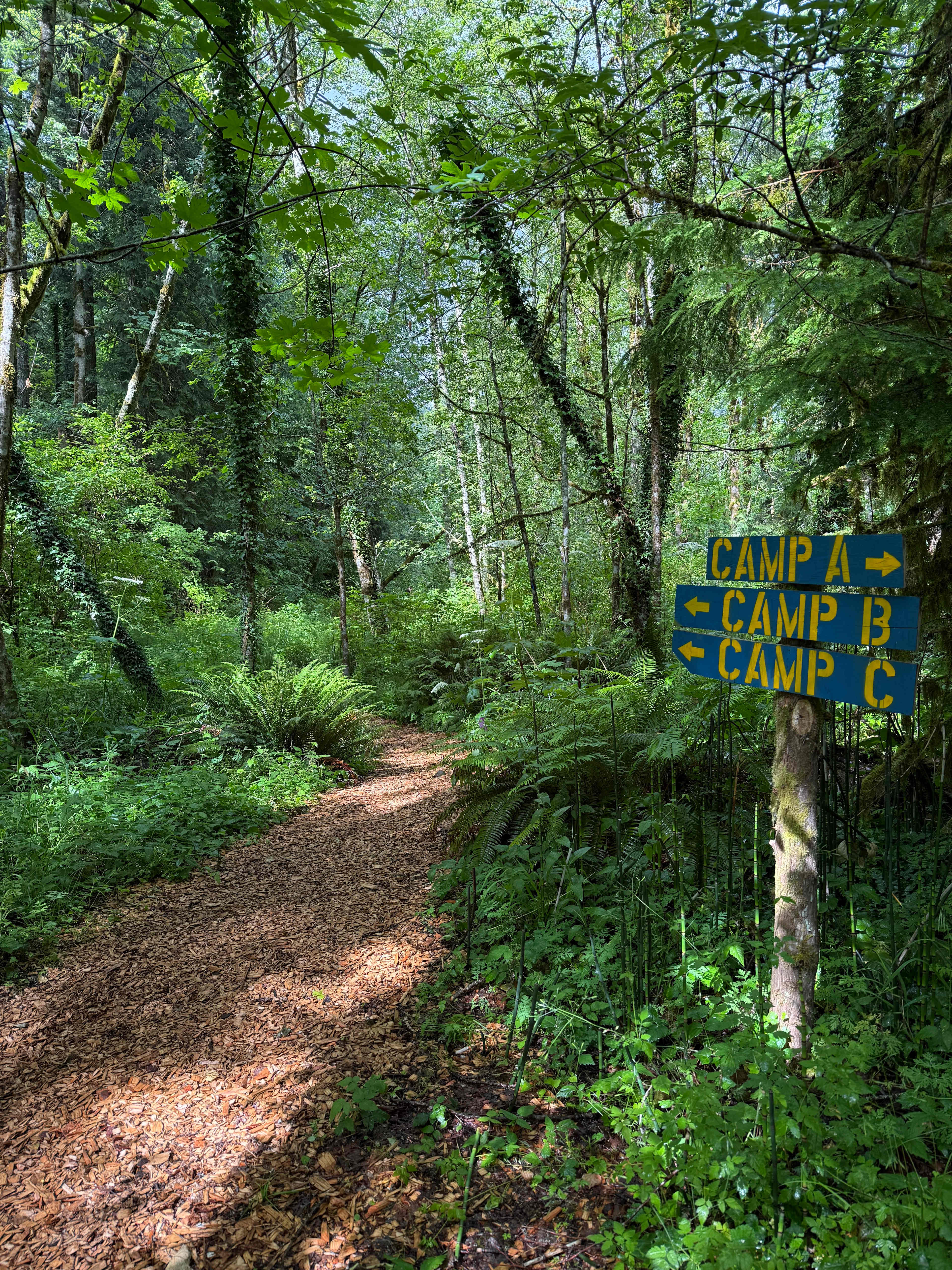 Mt. Hood Enchanted Forest