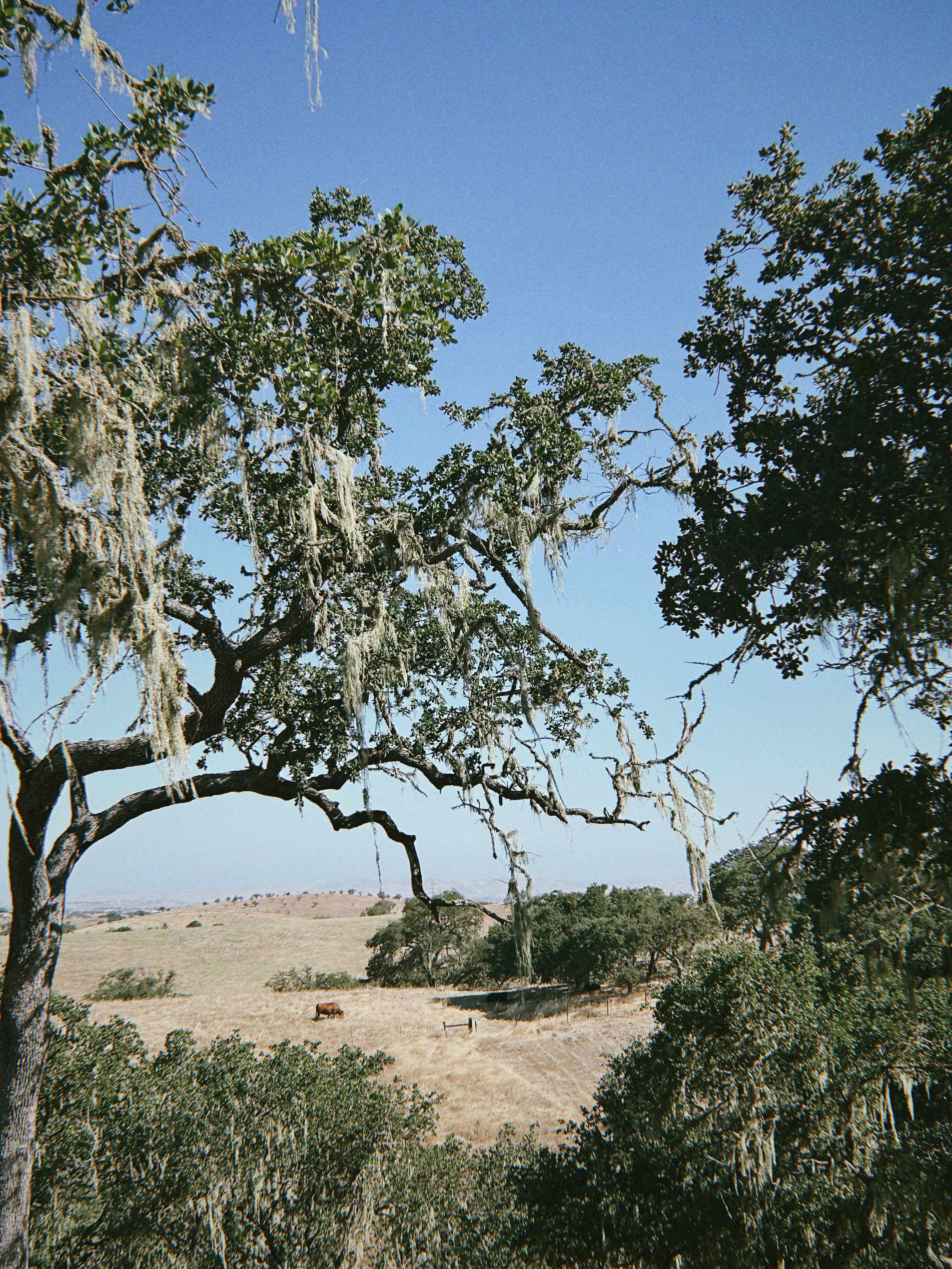 Twisted Branch