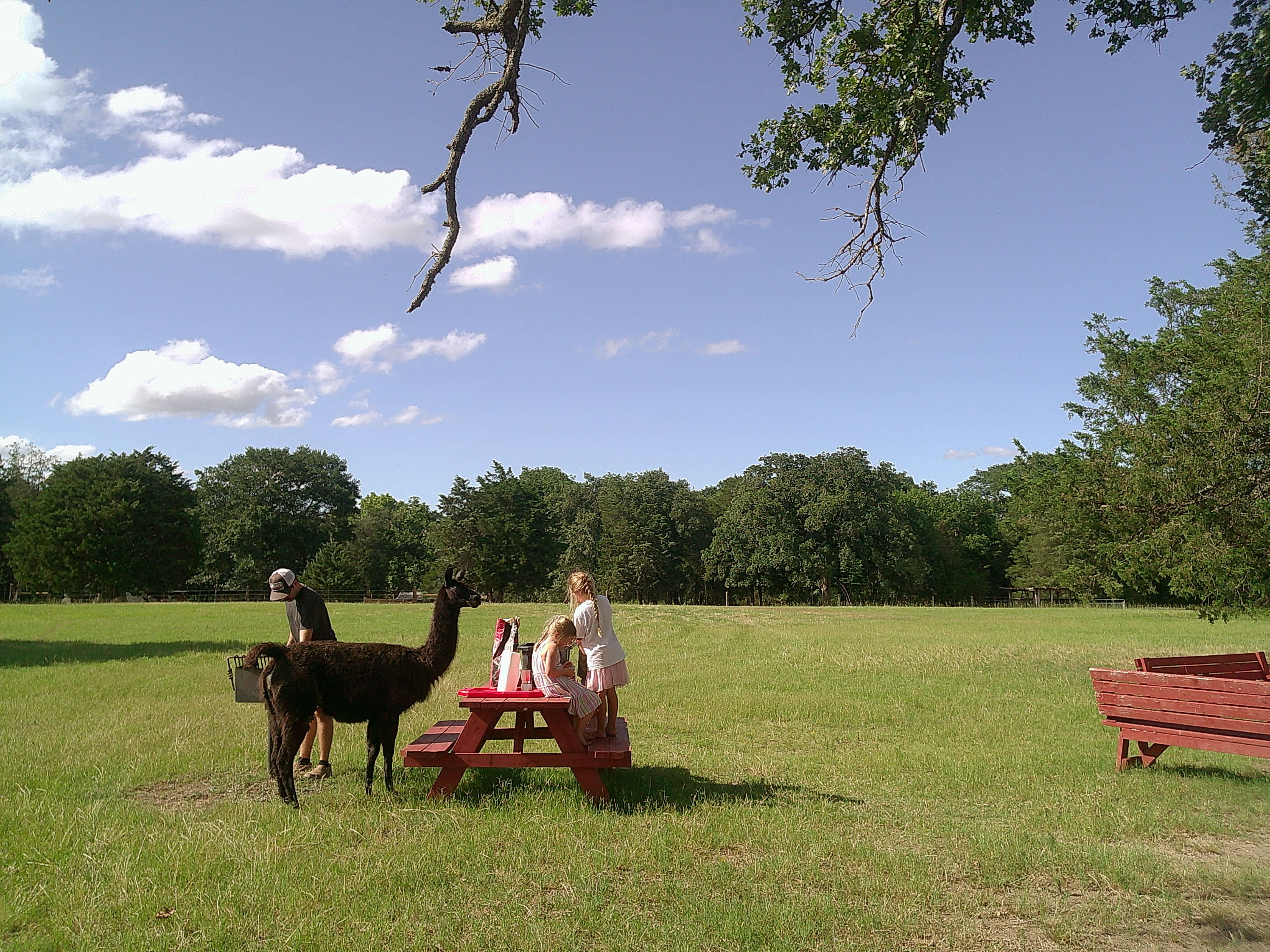 Llama Land Ranch