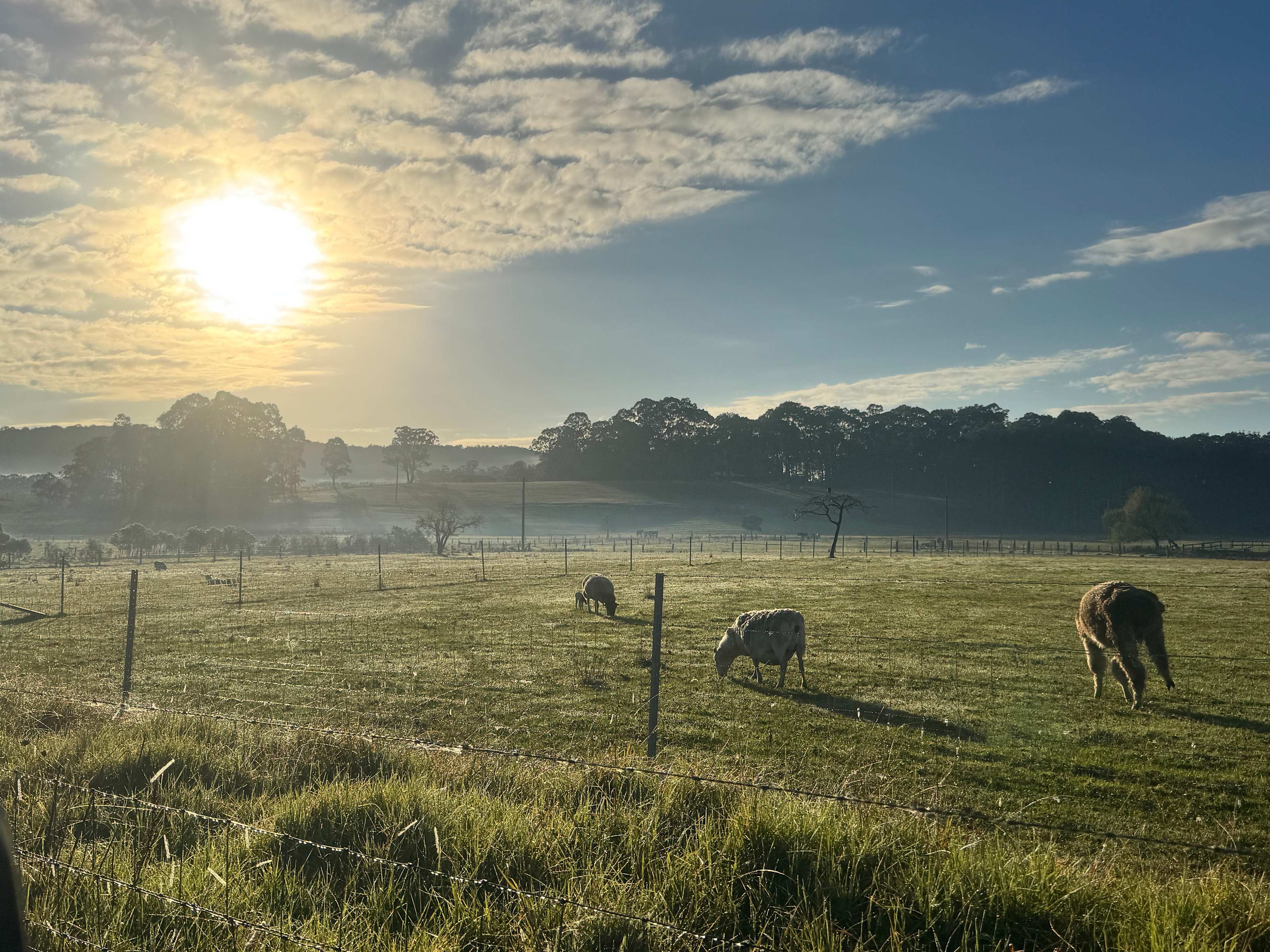 The Wandy Donkey Camp