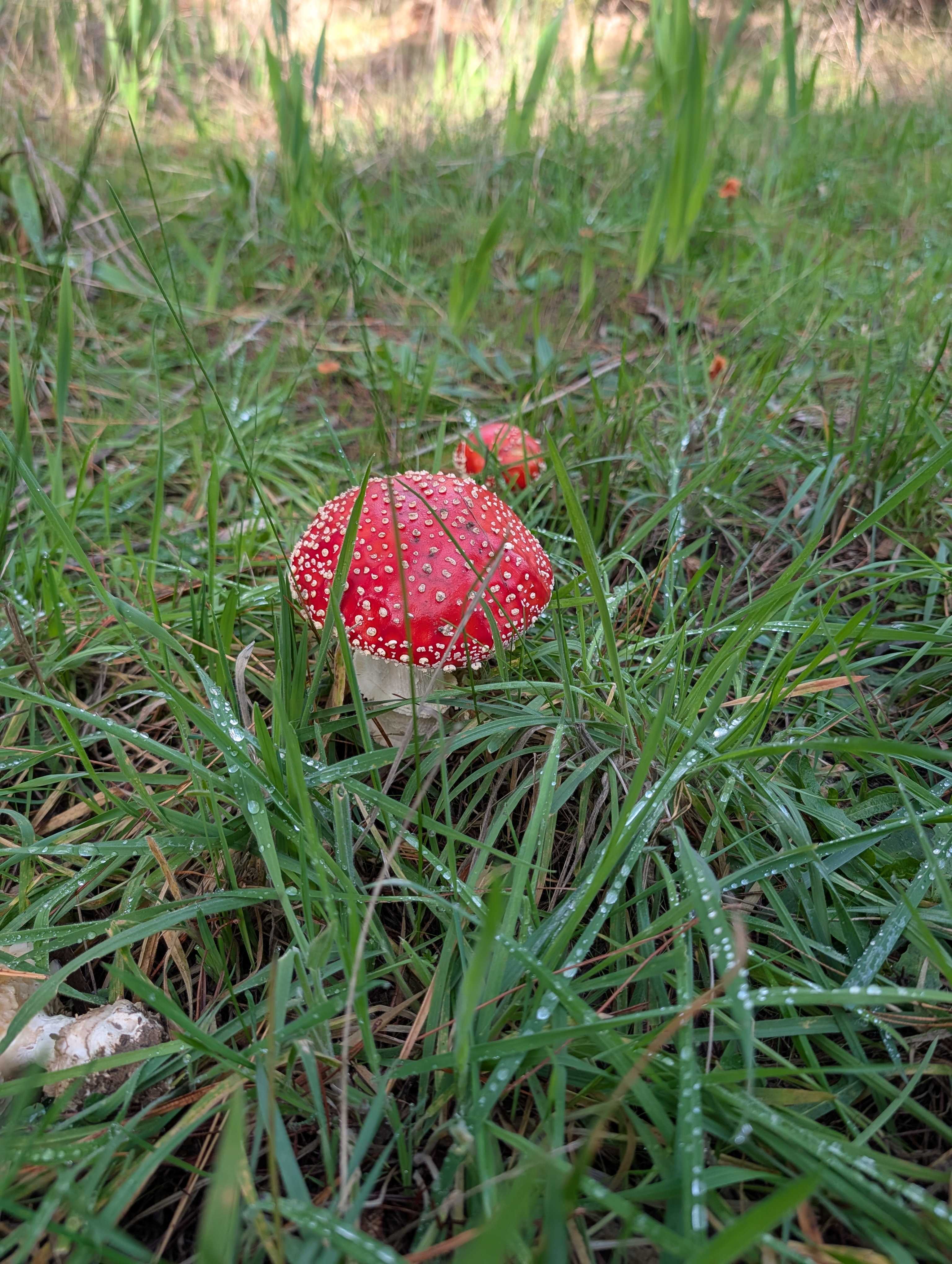 Kuitpo Winter Wetlands Sanctuary