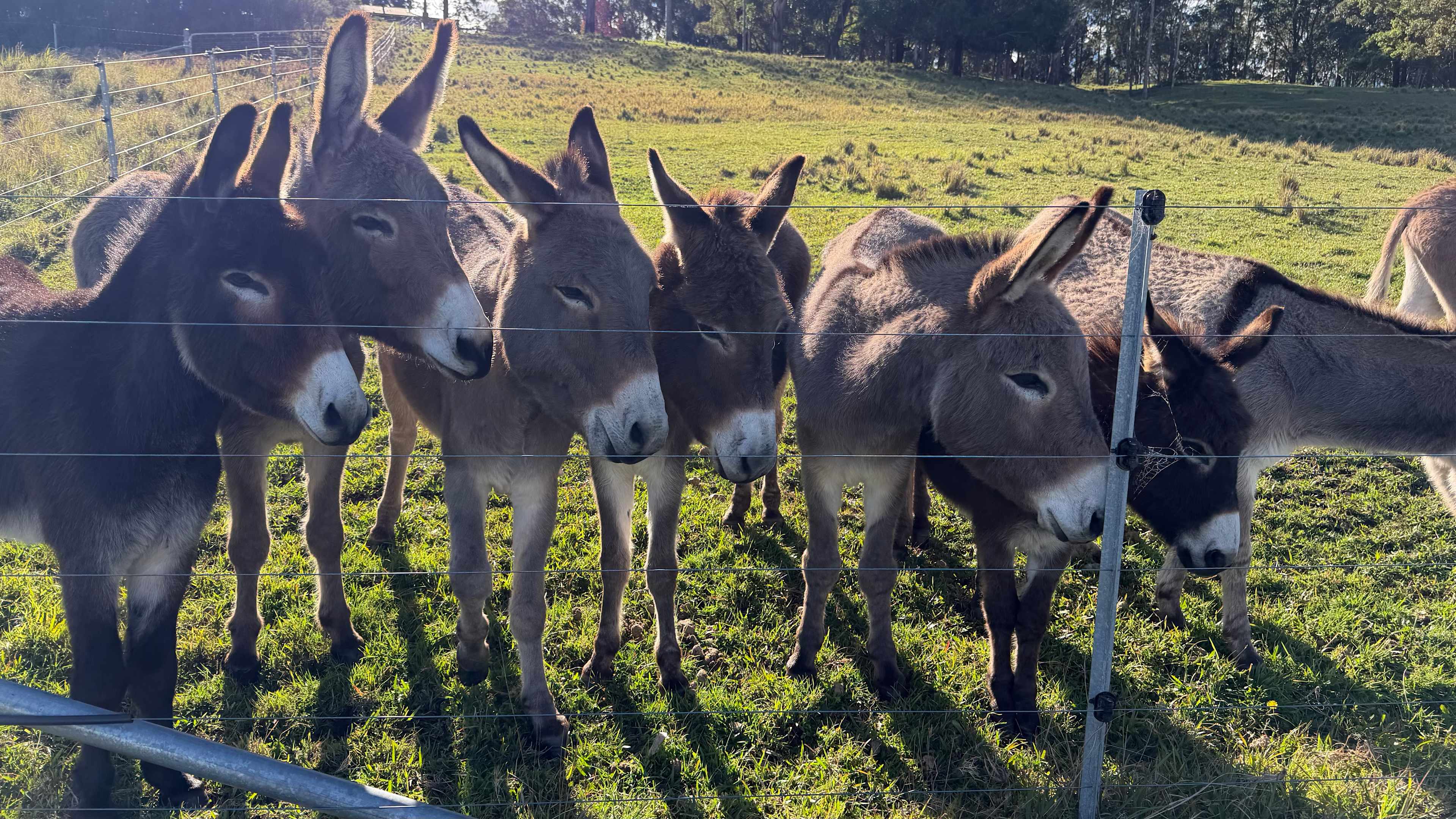 The Wandy Donkey Camp