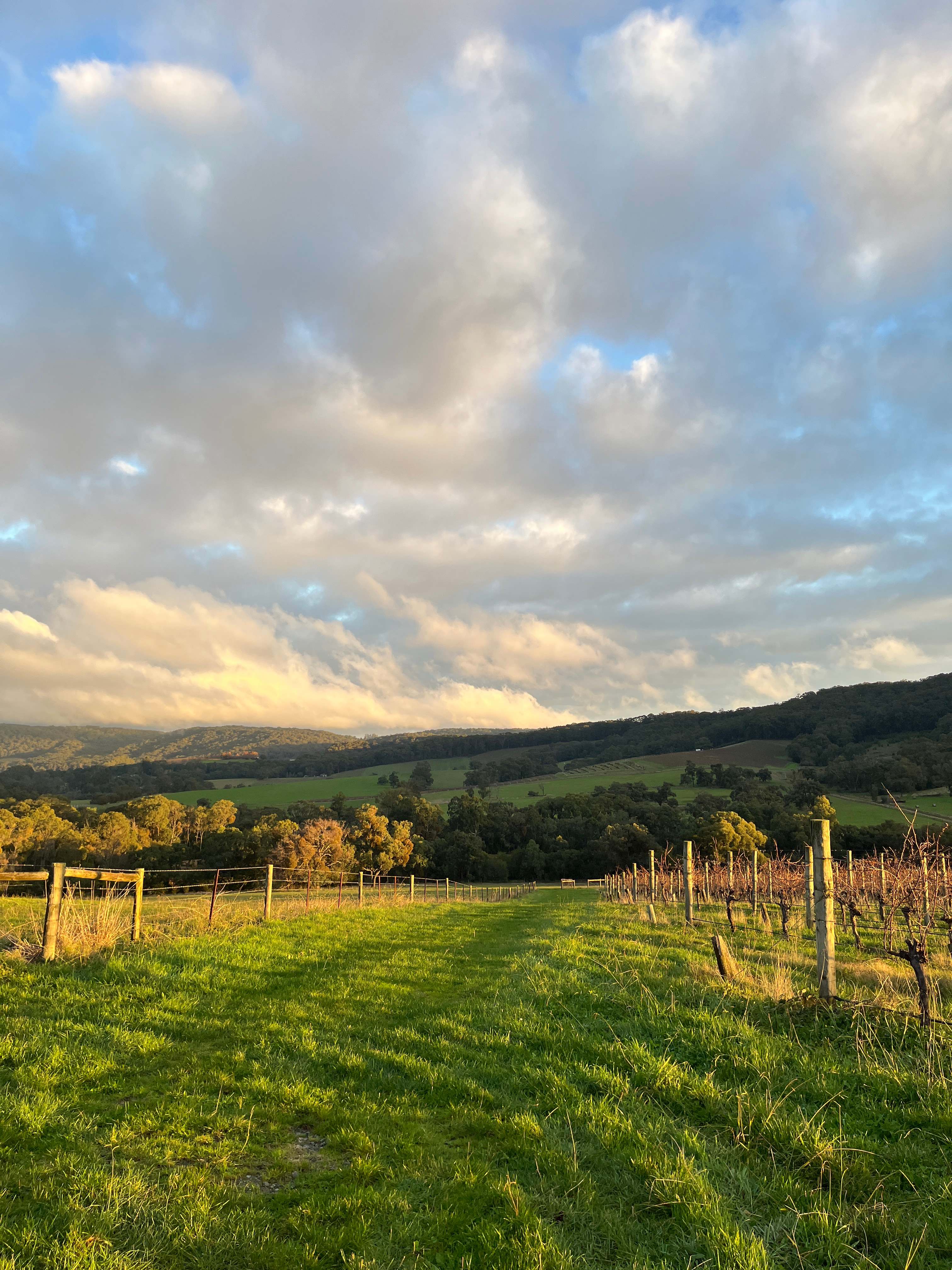 Summerhill Vineyard