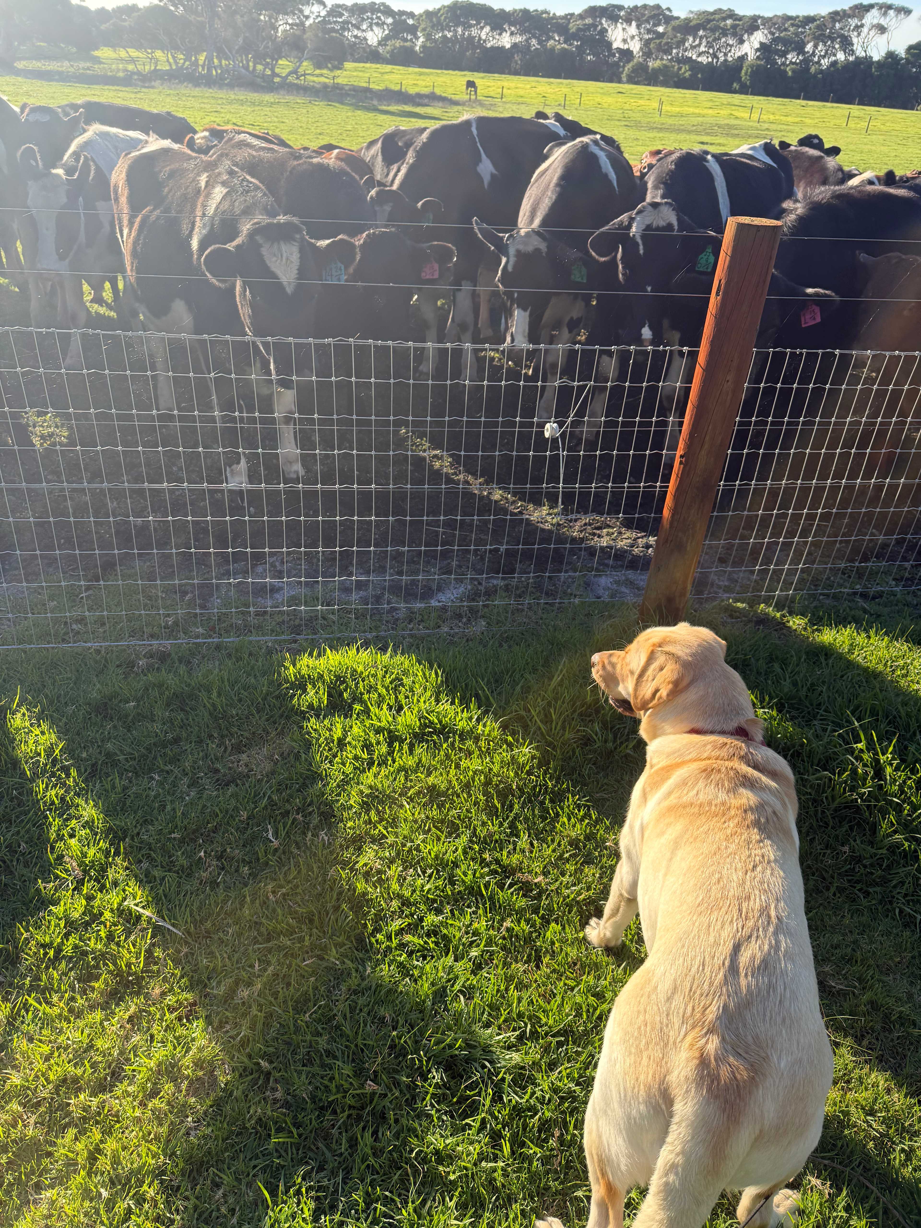 Dunmore Homestead Farmstay