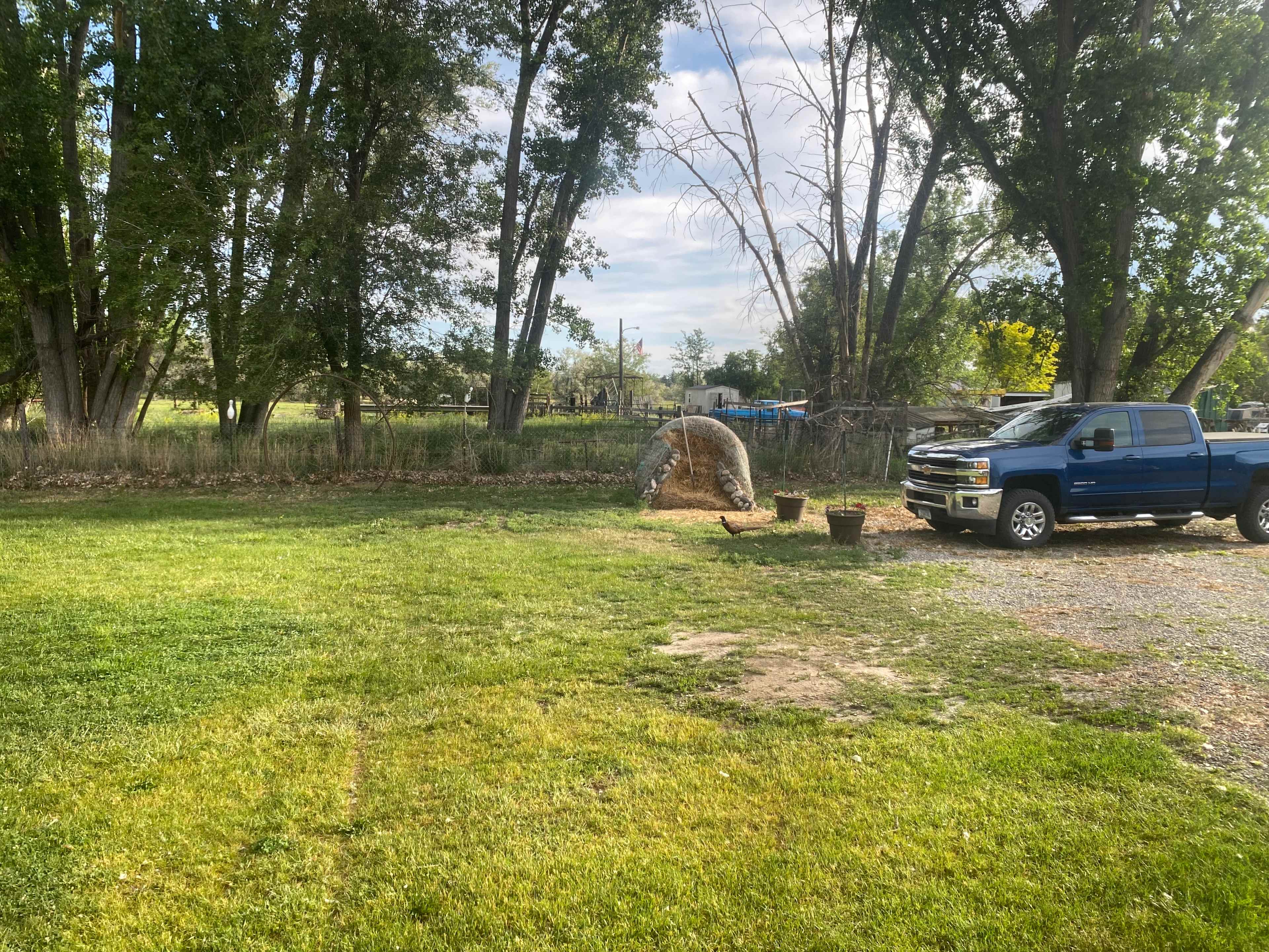 Good parking and occasional pheasant visitors