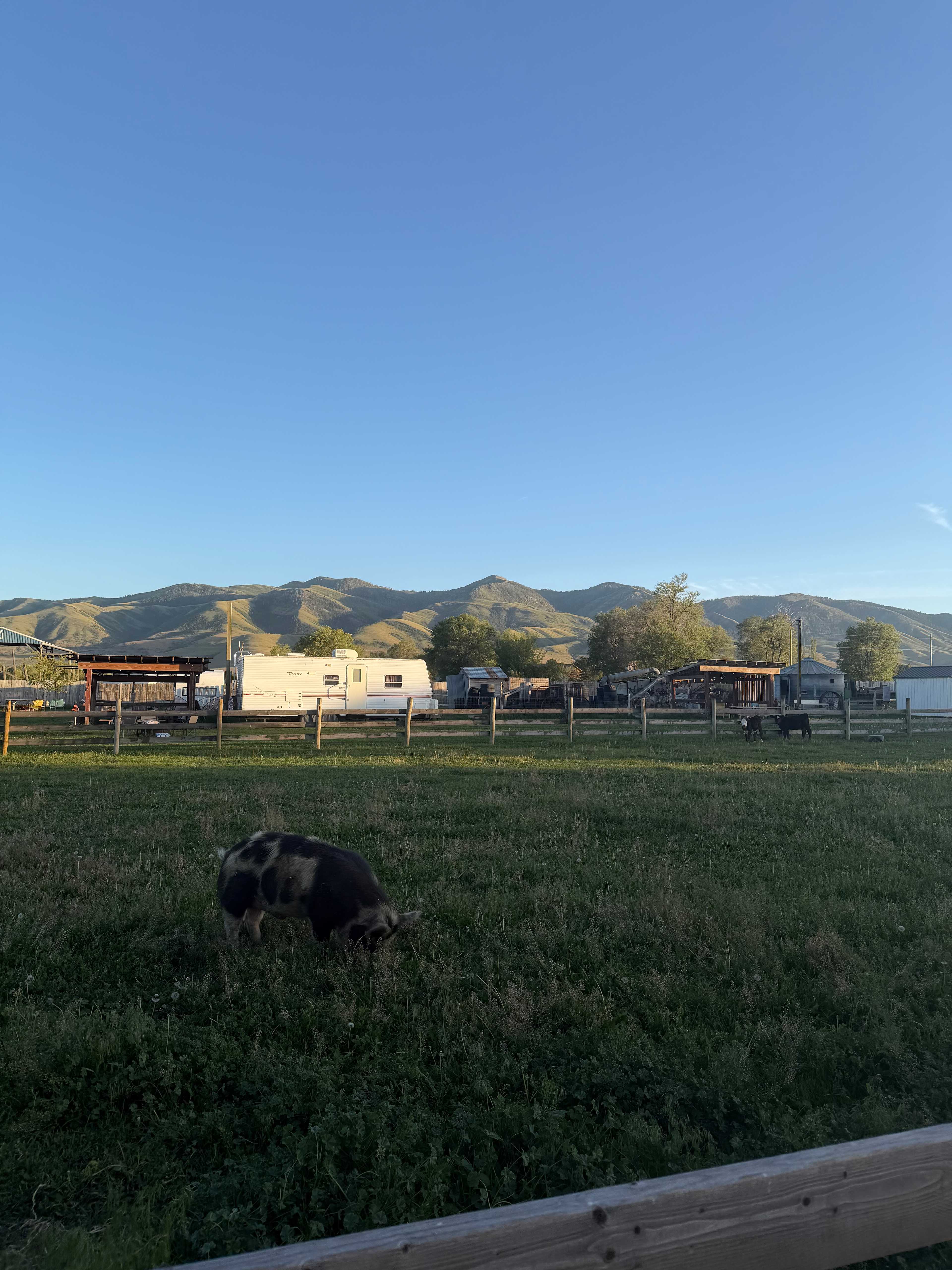 Crazy Cow Farm Adventure