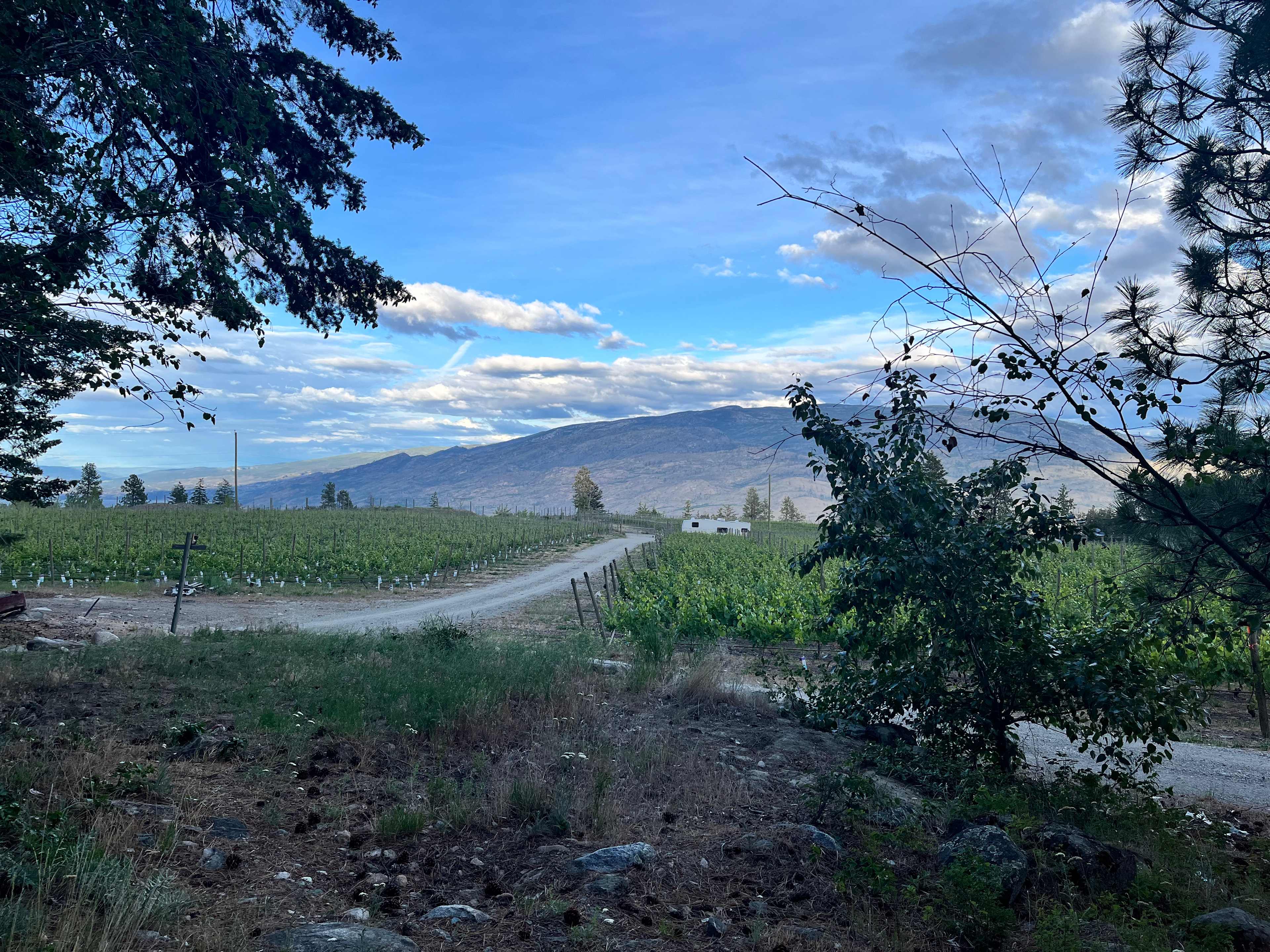 Back Forty Vineyards