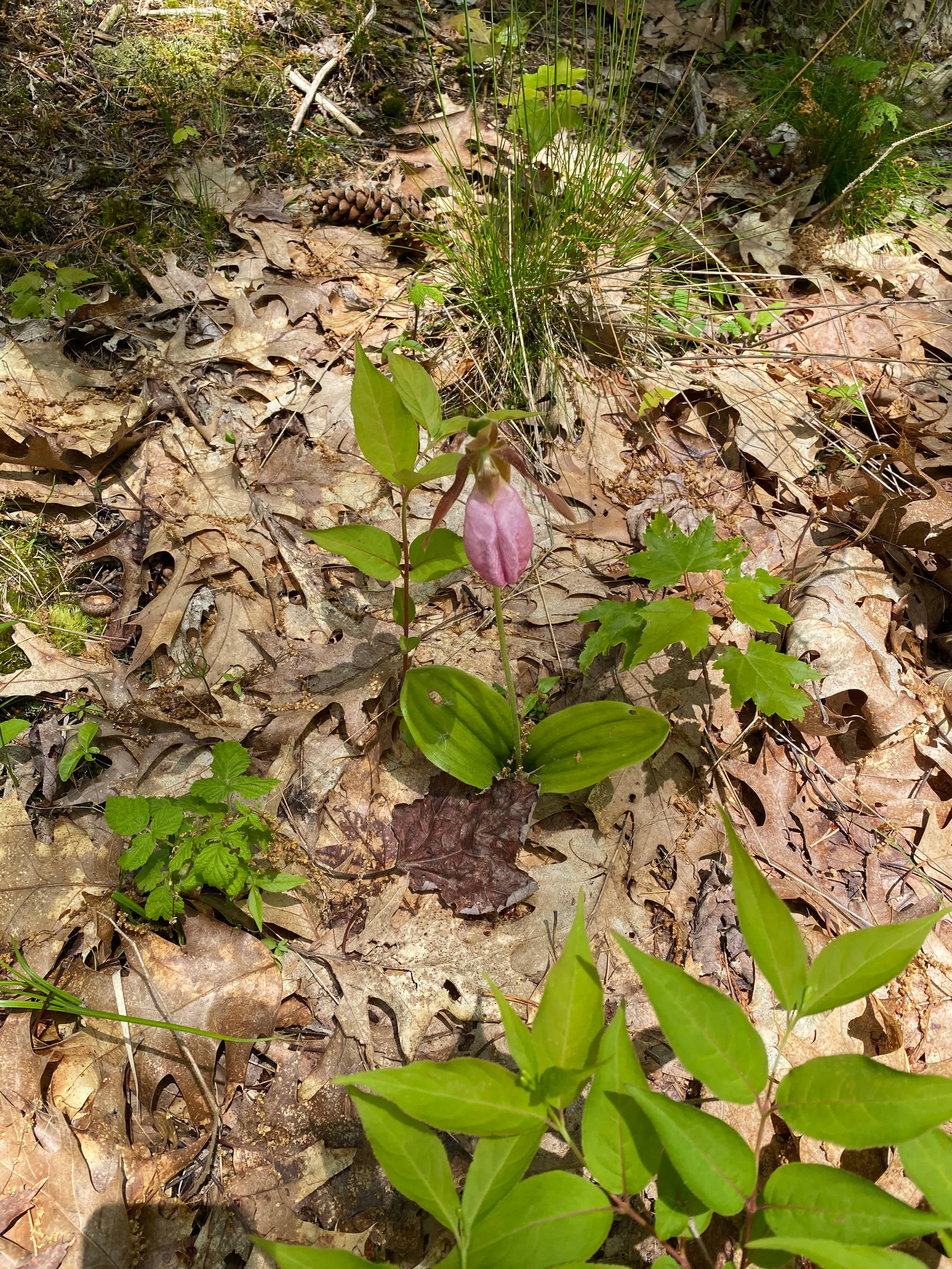 Pink Lady Slipper