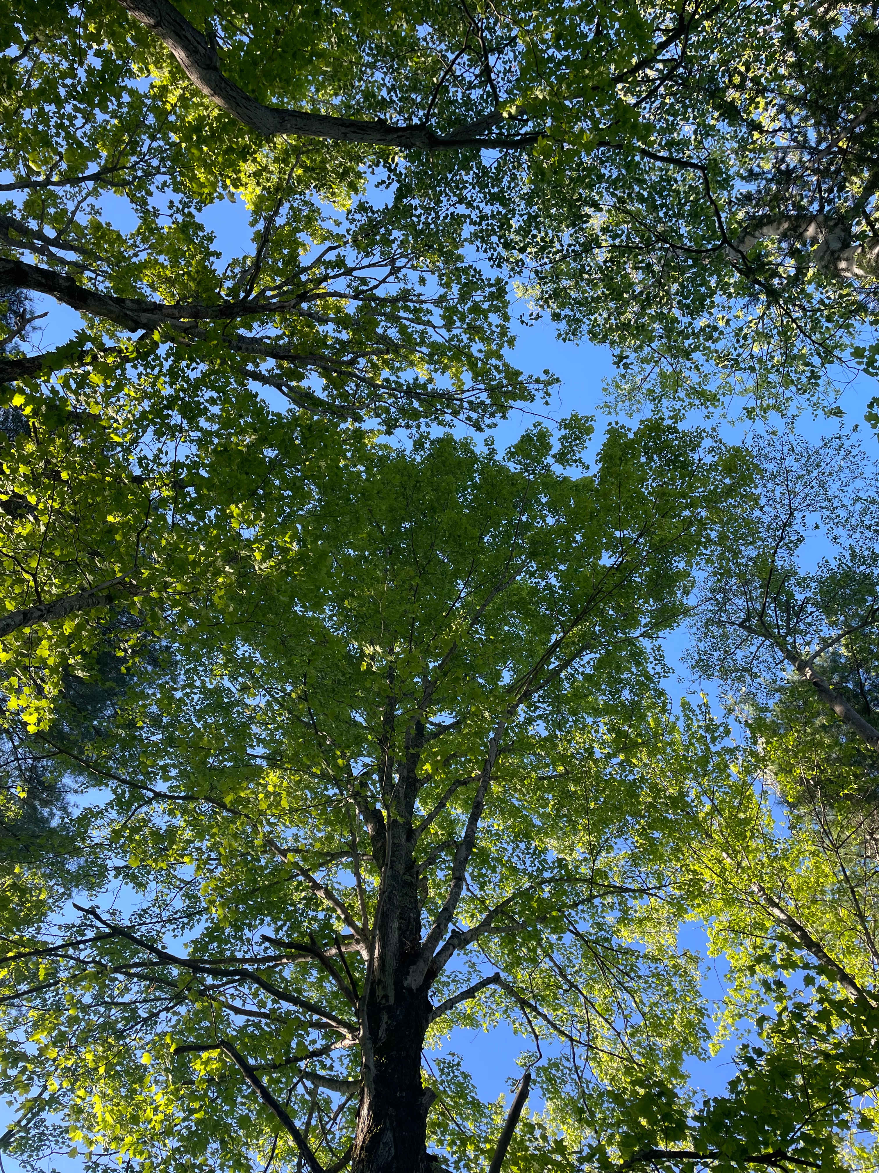 Camp Ebb and Flow
