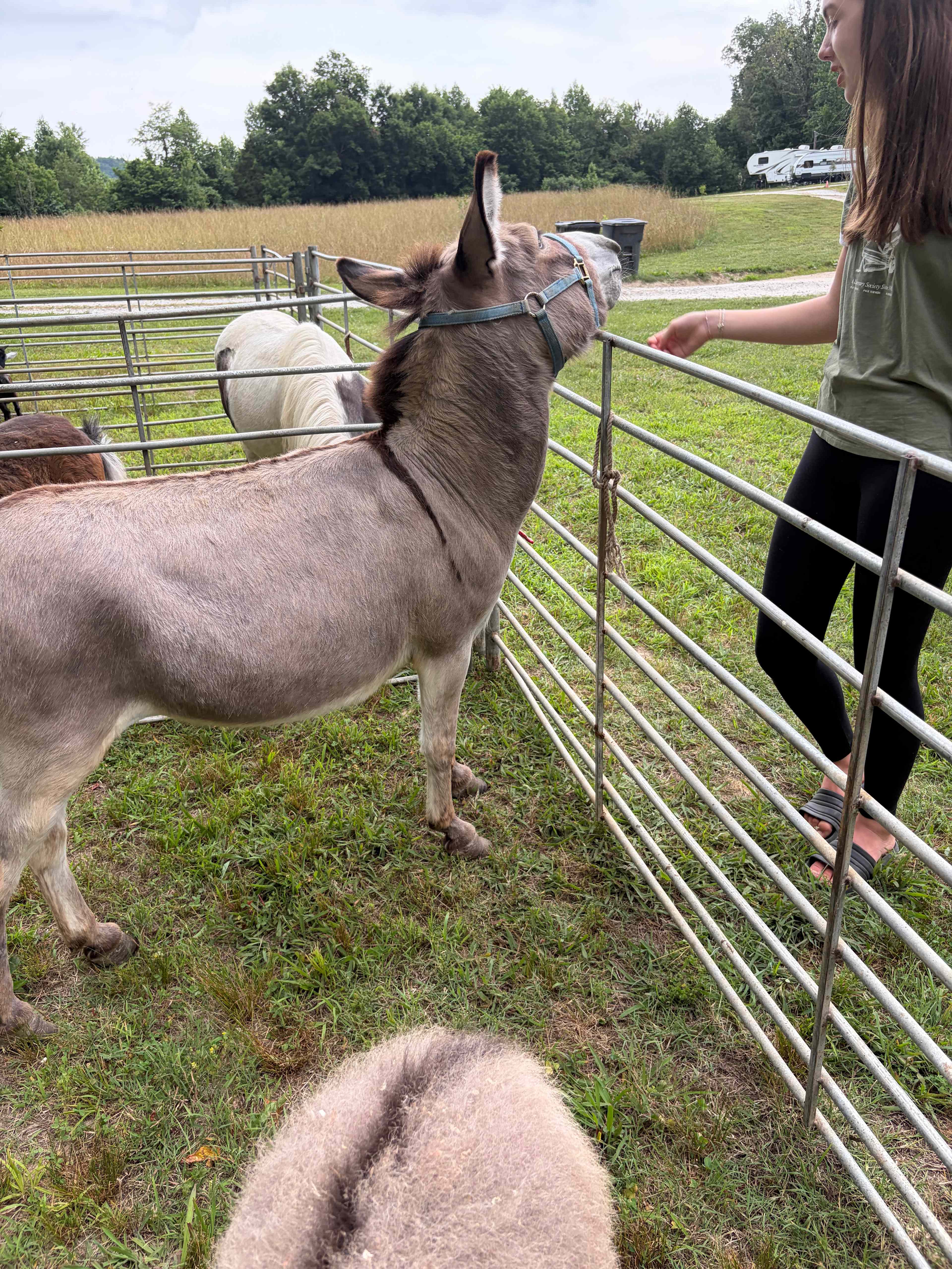 Loved the donkeys!
