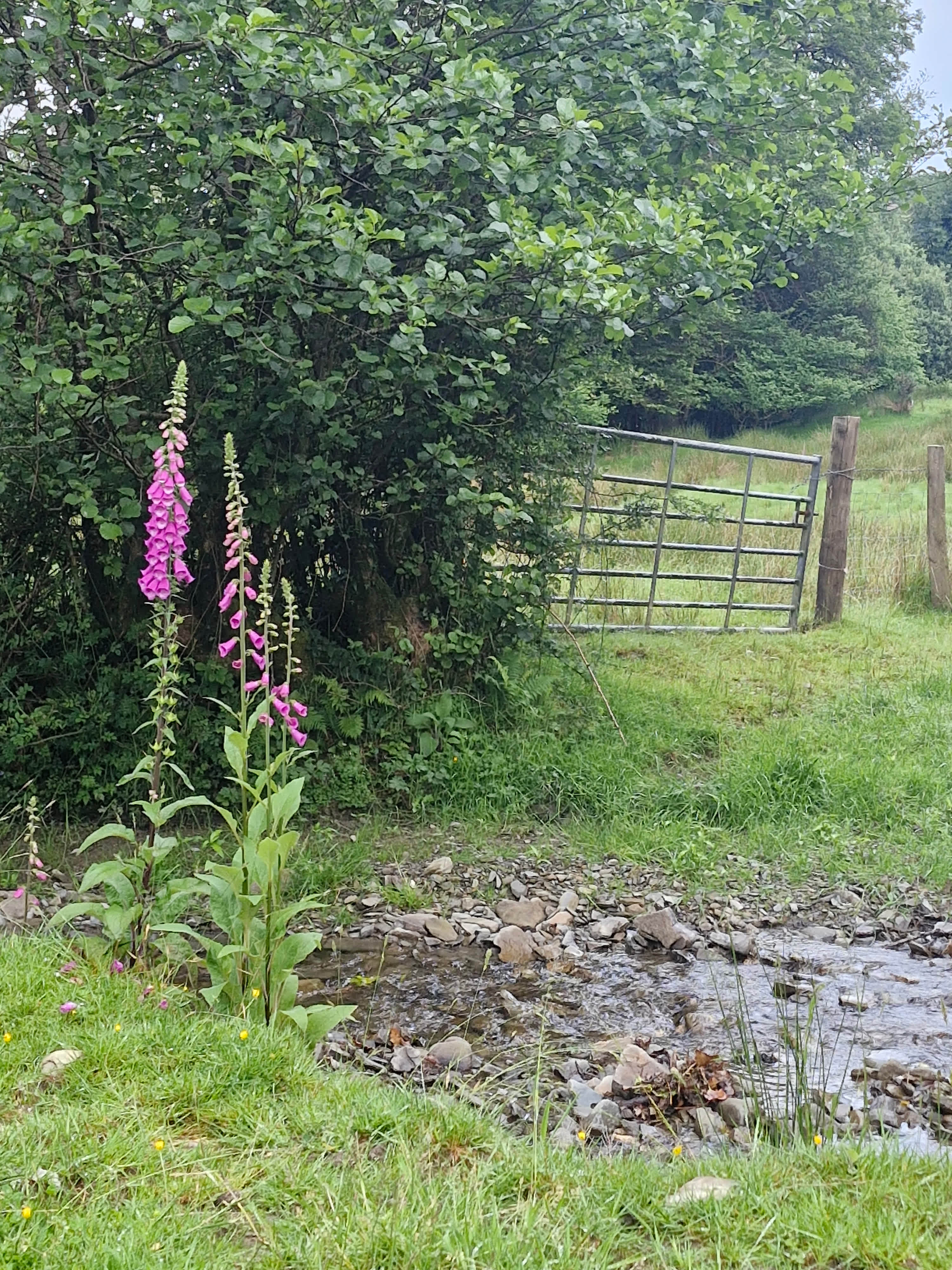 Glynmarch Farm Camping