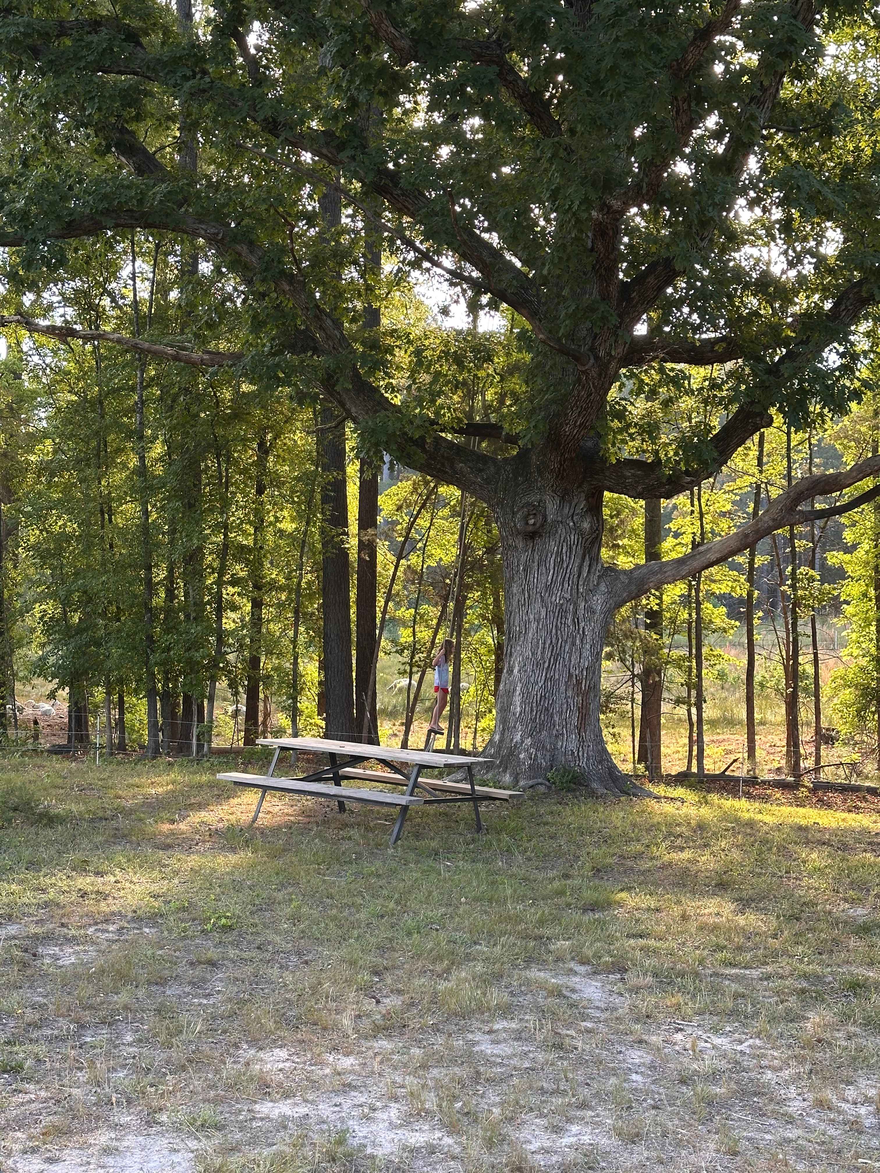 Tree swing and picnic table