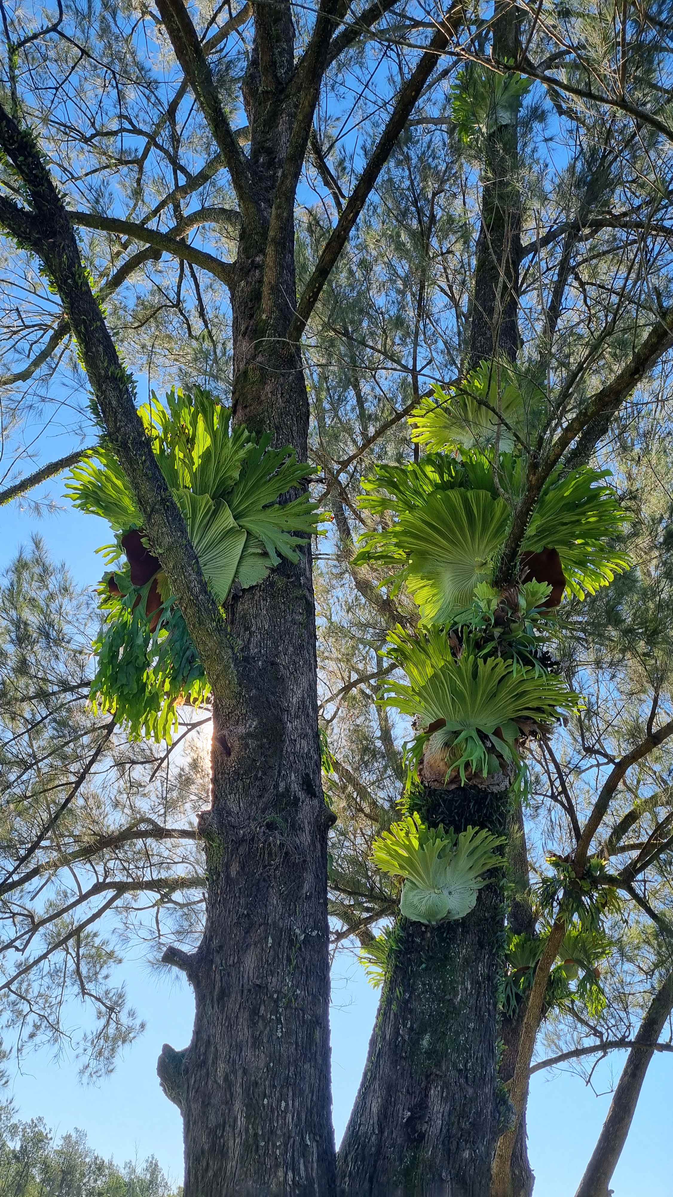 Staghorn ferns 